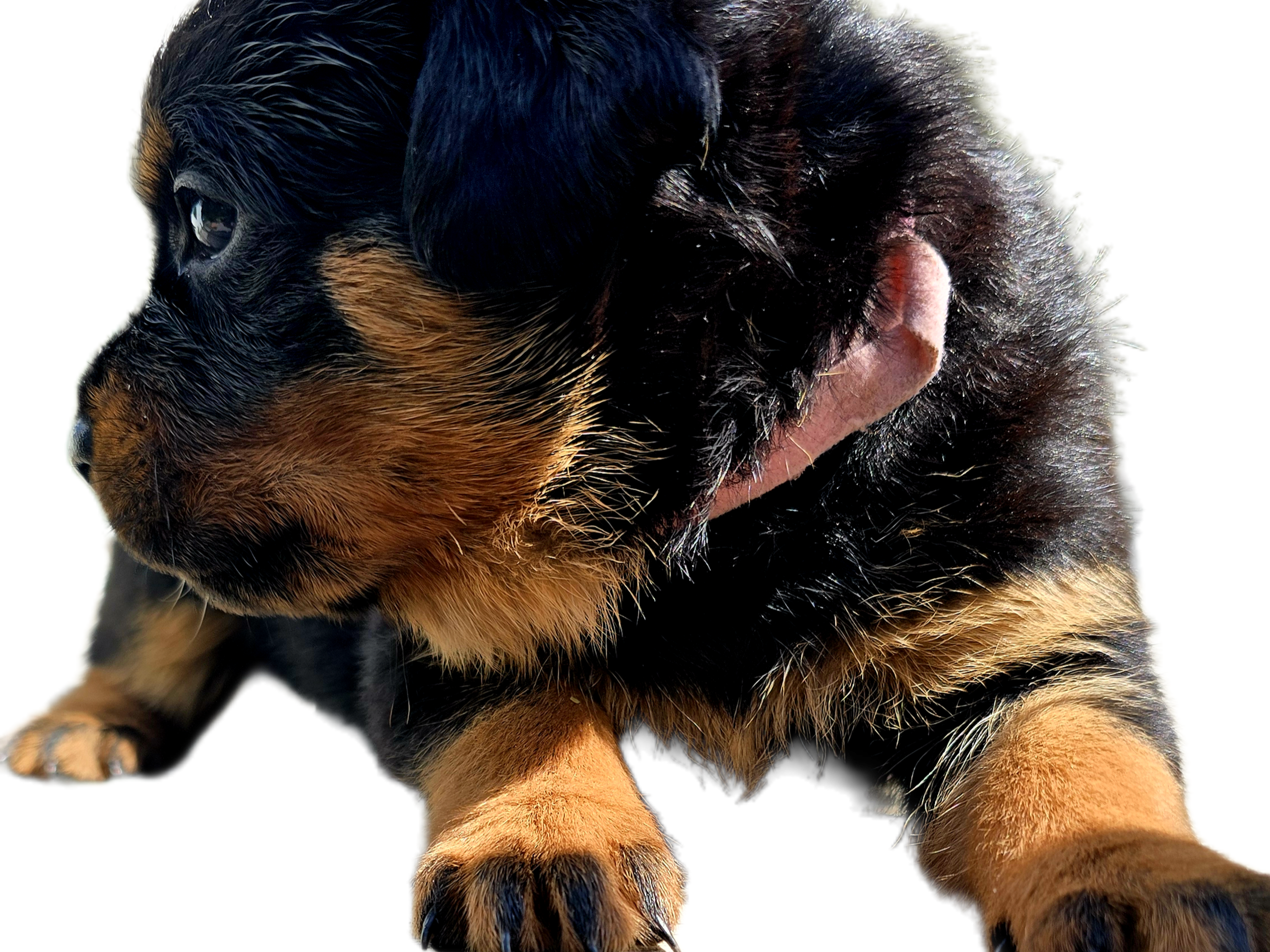 Puppy: Tik 1