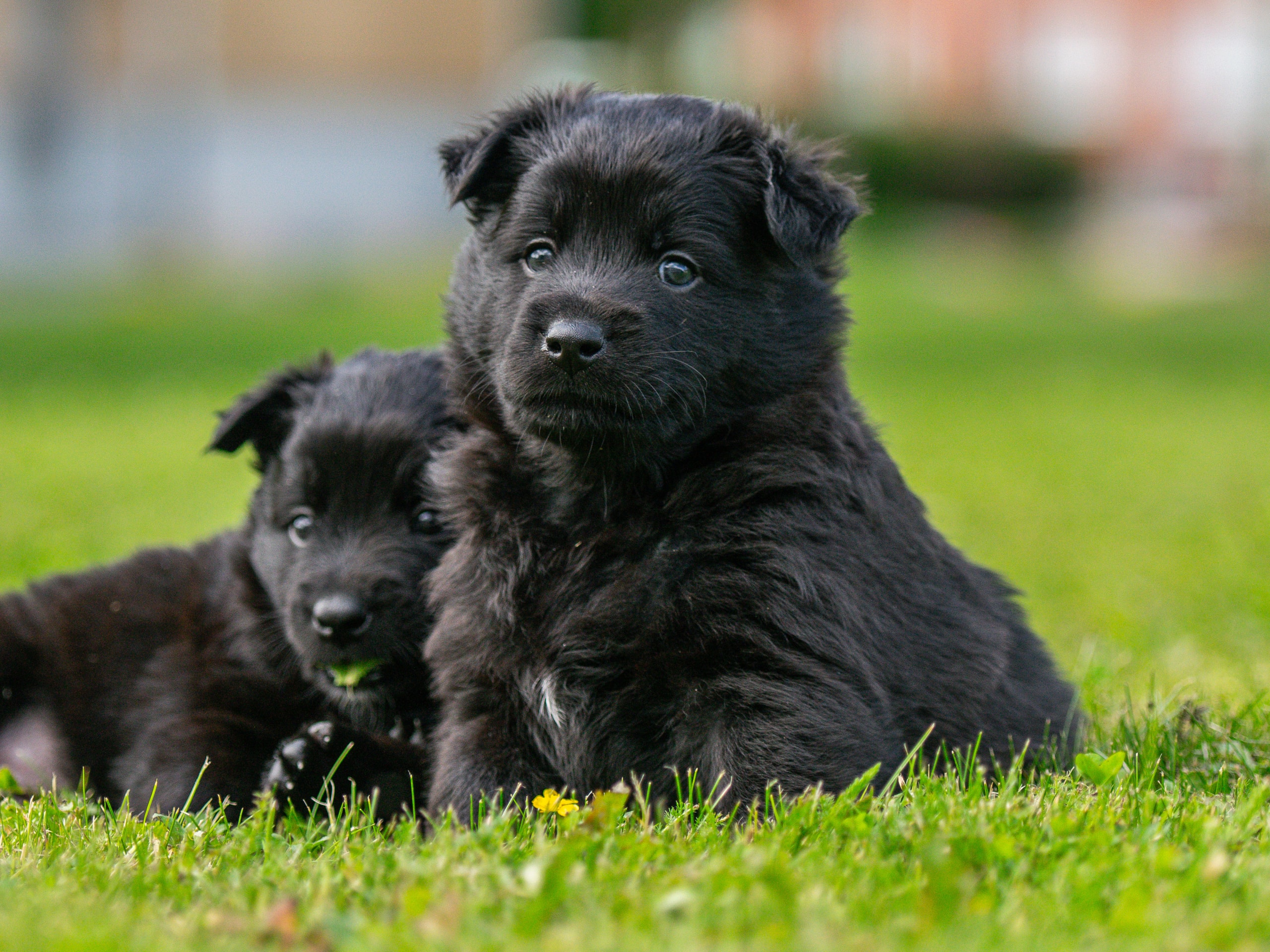 Puppy: Hane 1