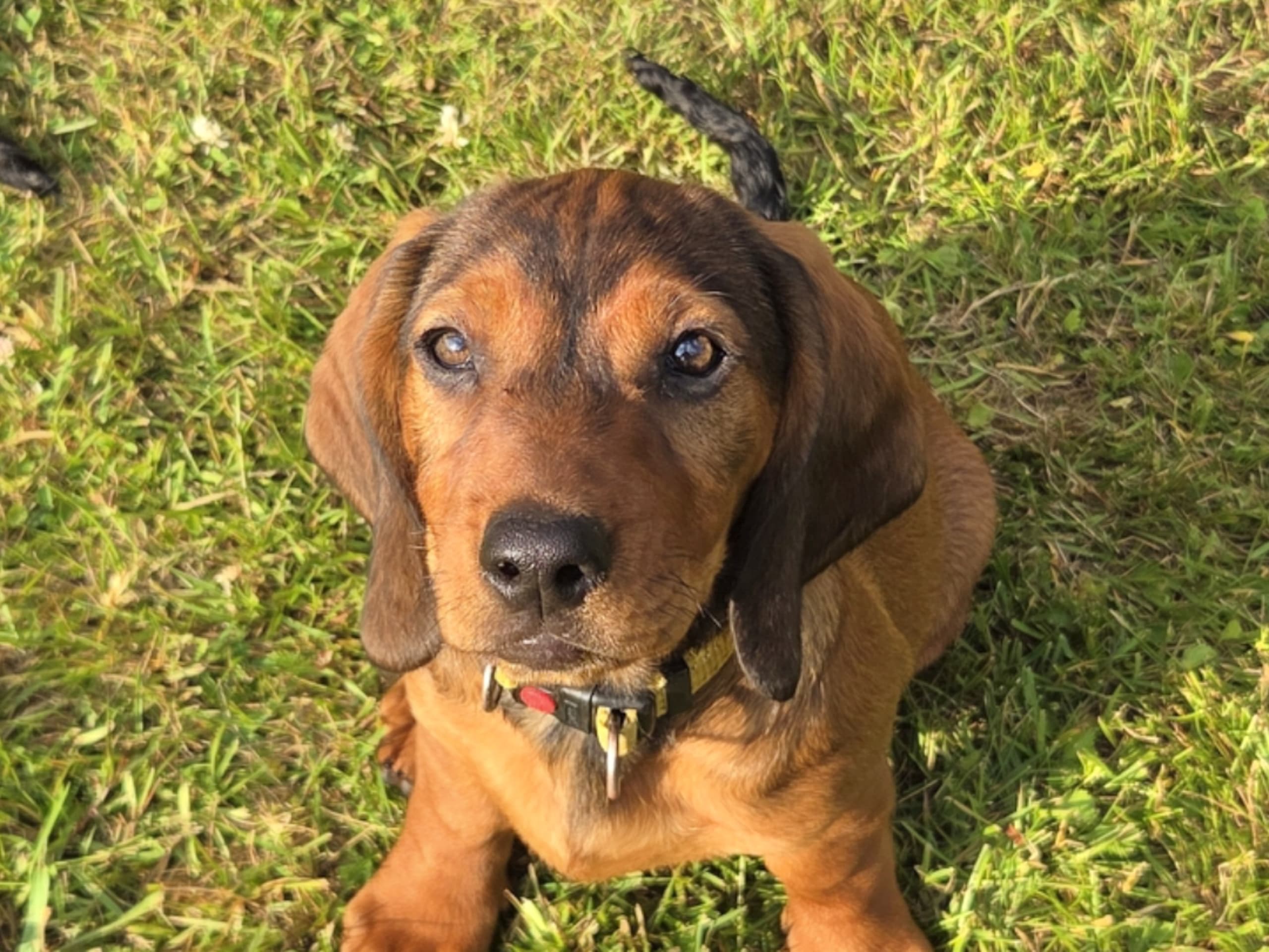Puppy: Rex