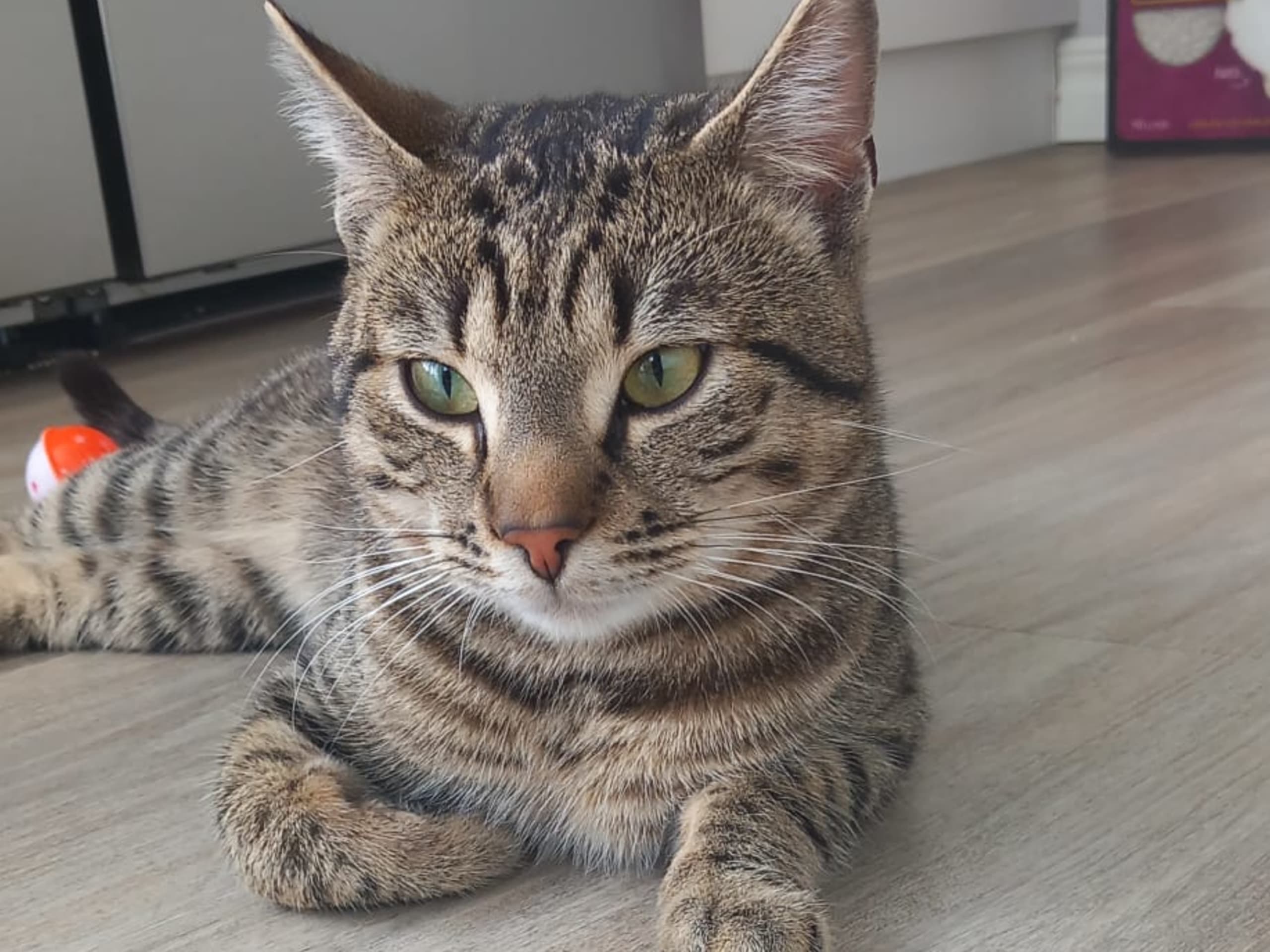 Far: Fred