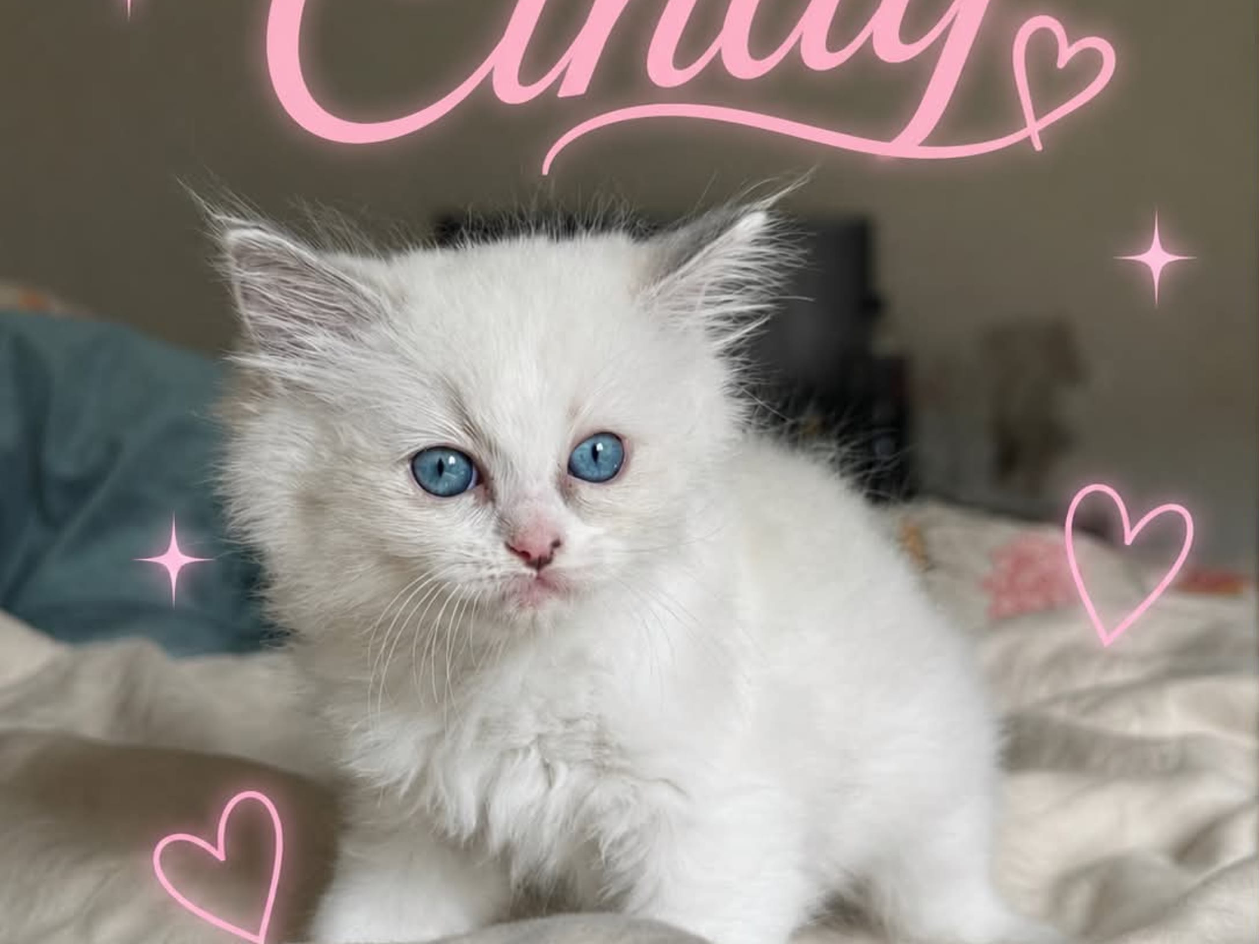 Cindy