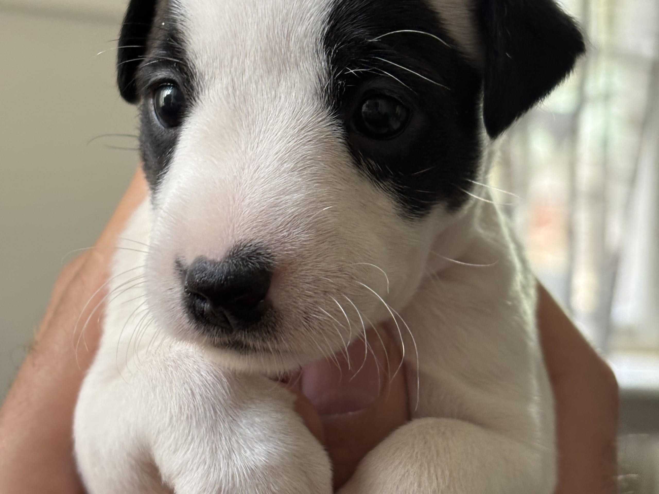 Puppy: Ingrid,