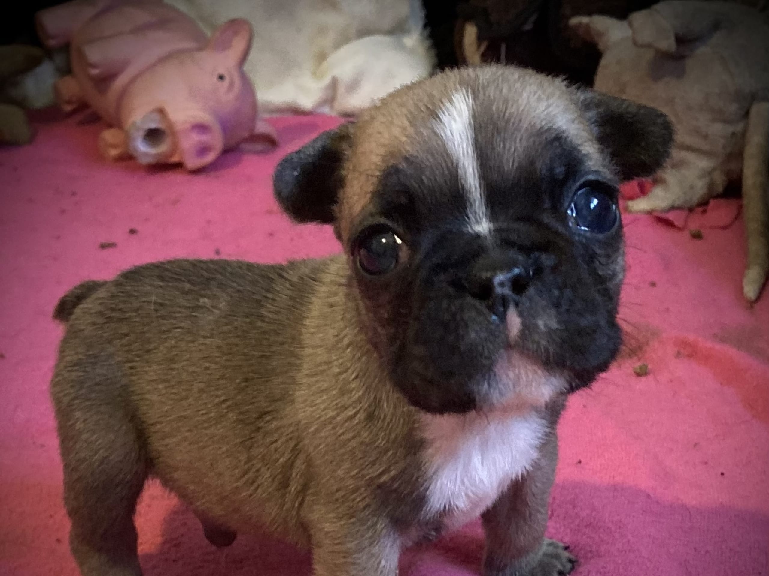 Puppy: Älgot Äggtoddy