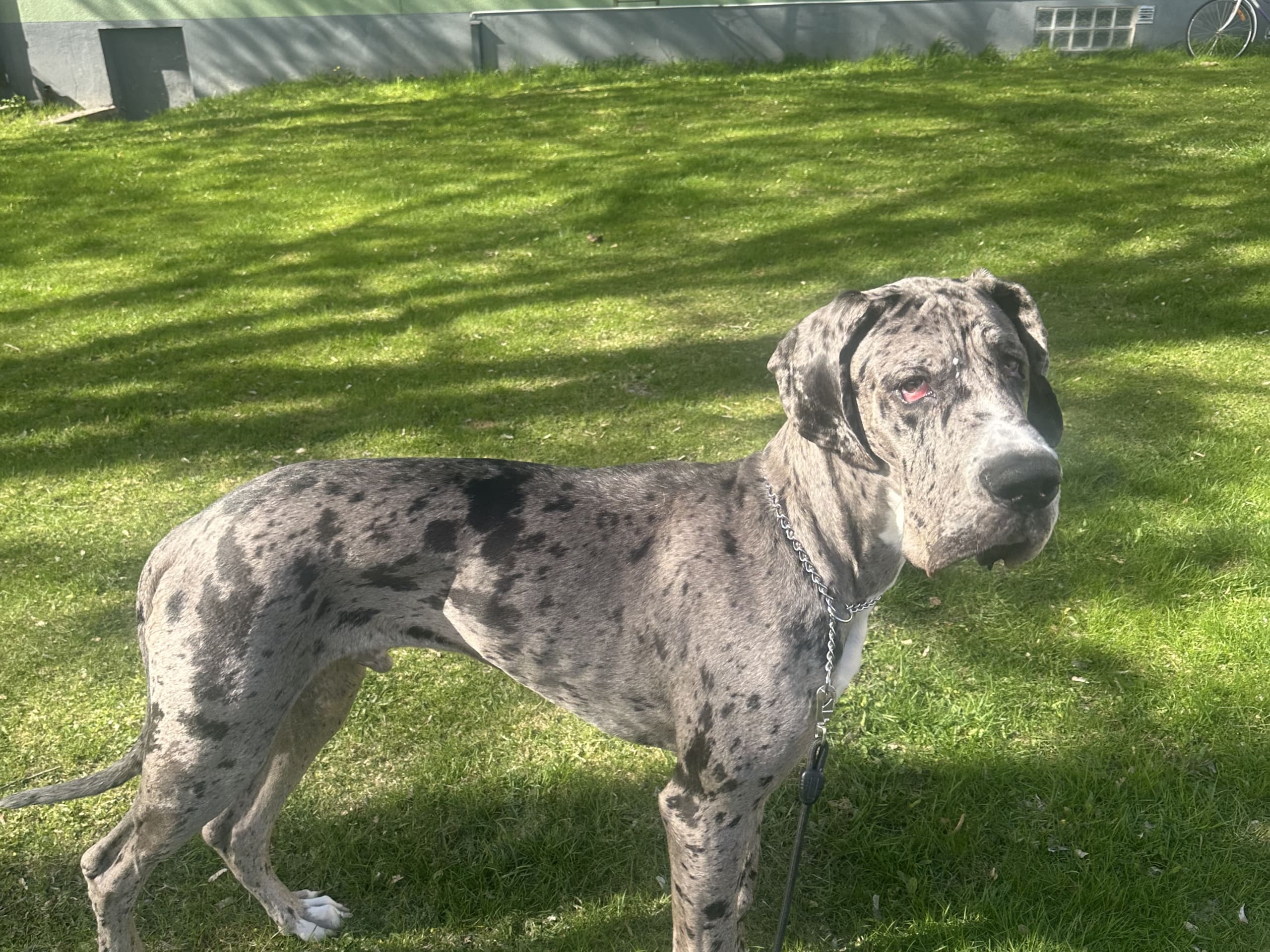 Puppy: Sören