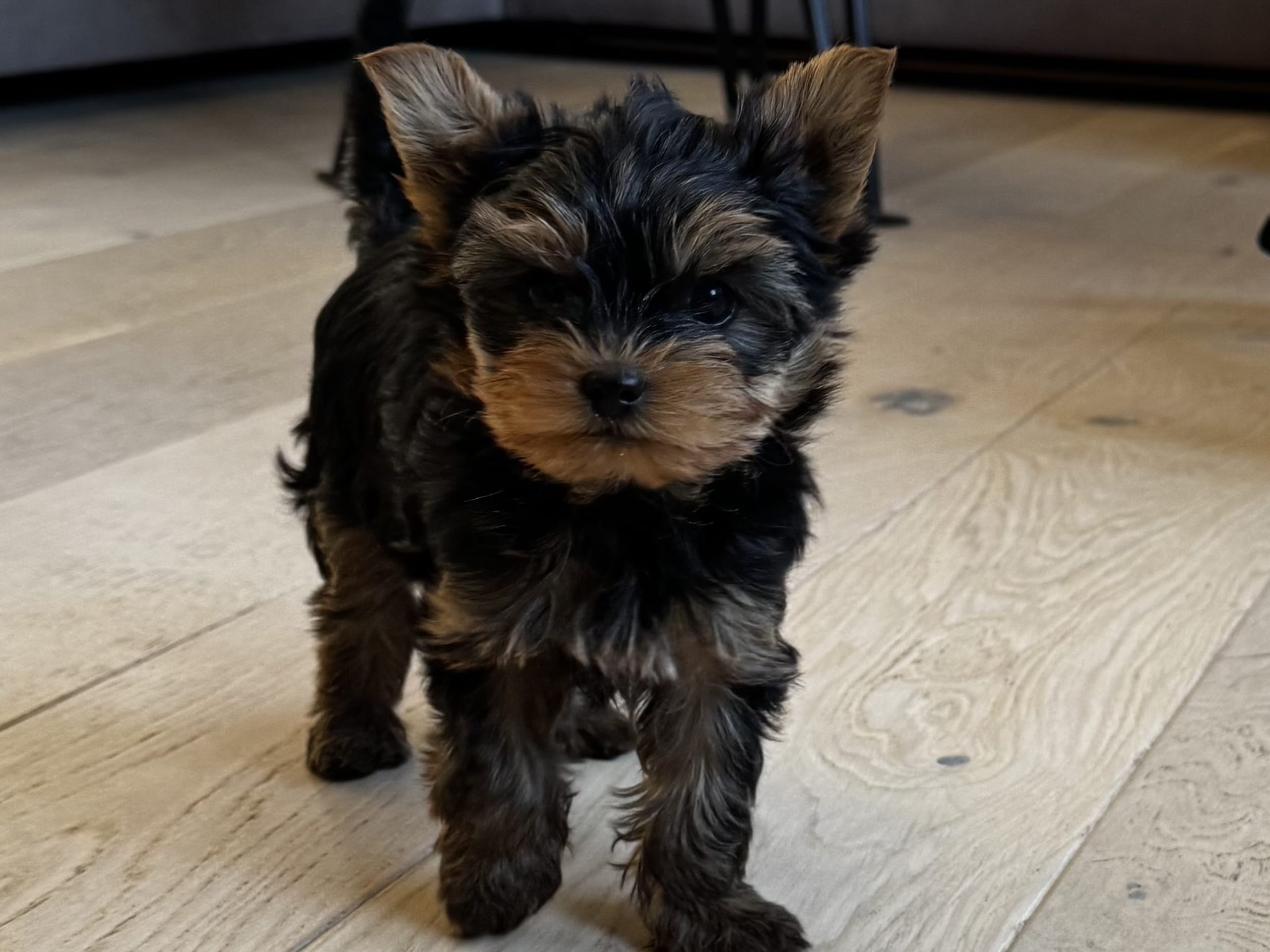 Yorkshire Terrier
