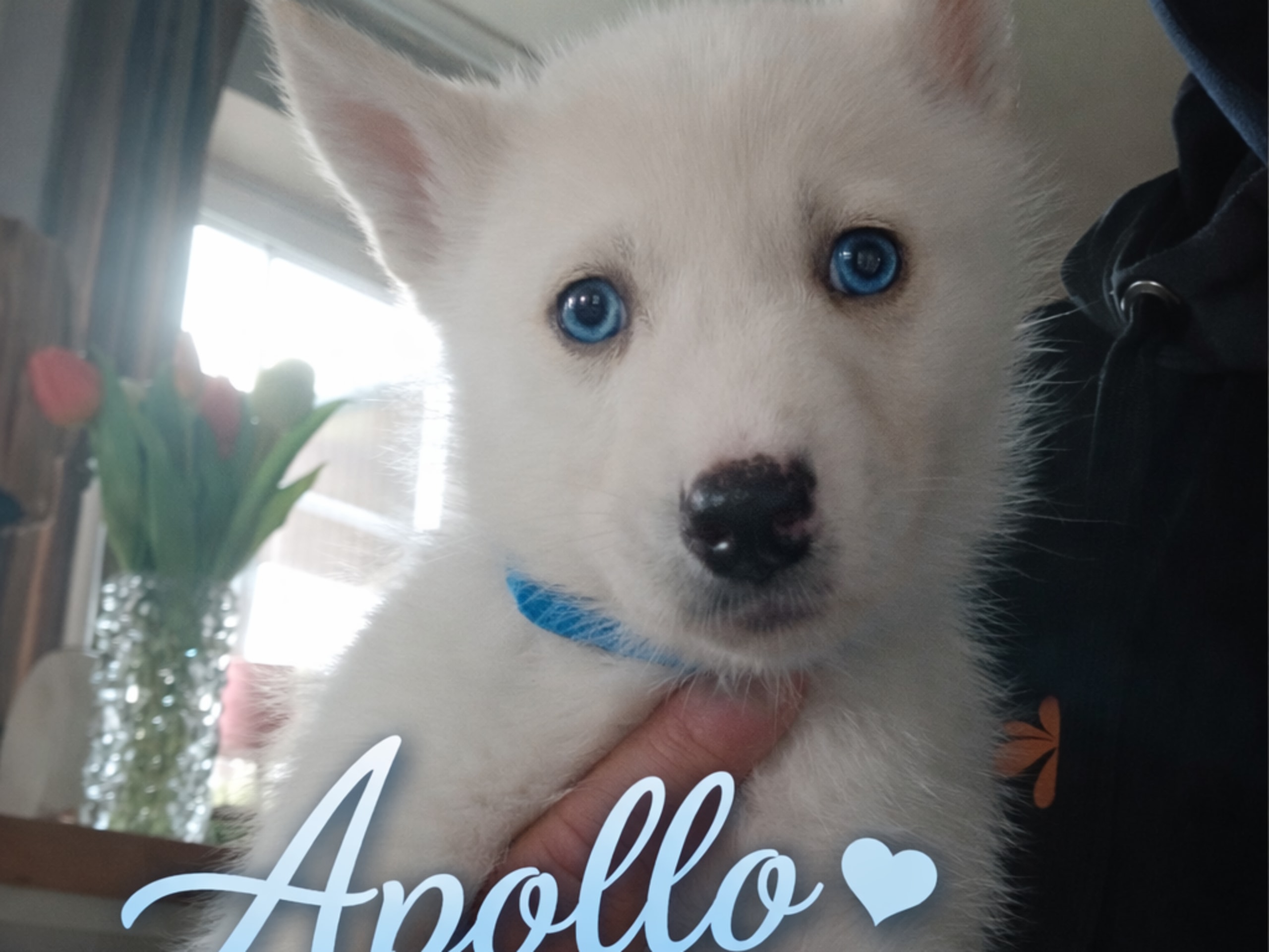 Apollo