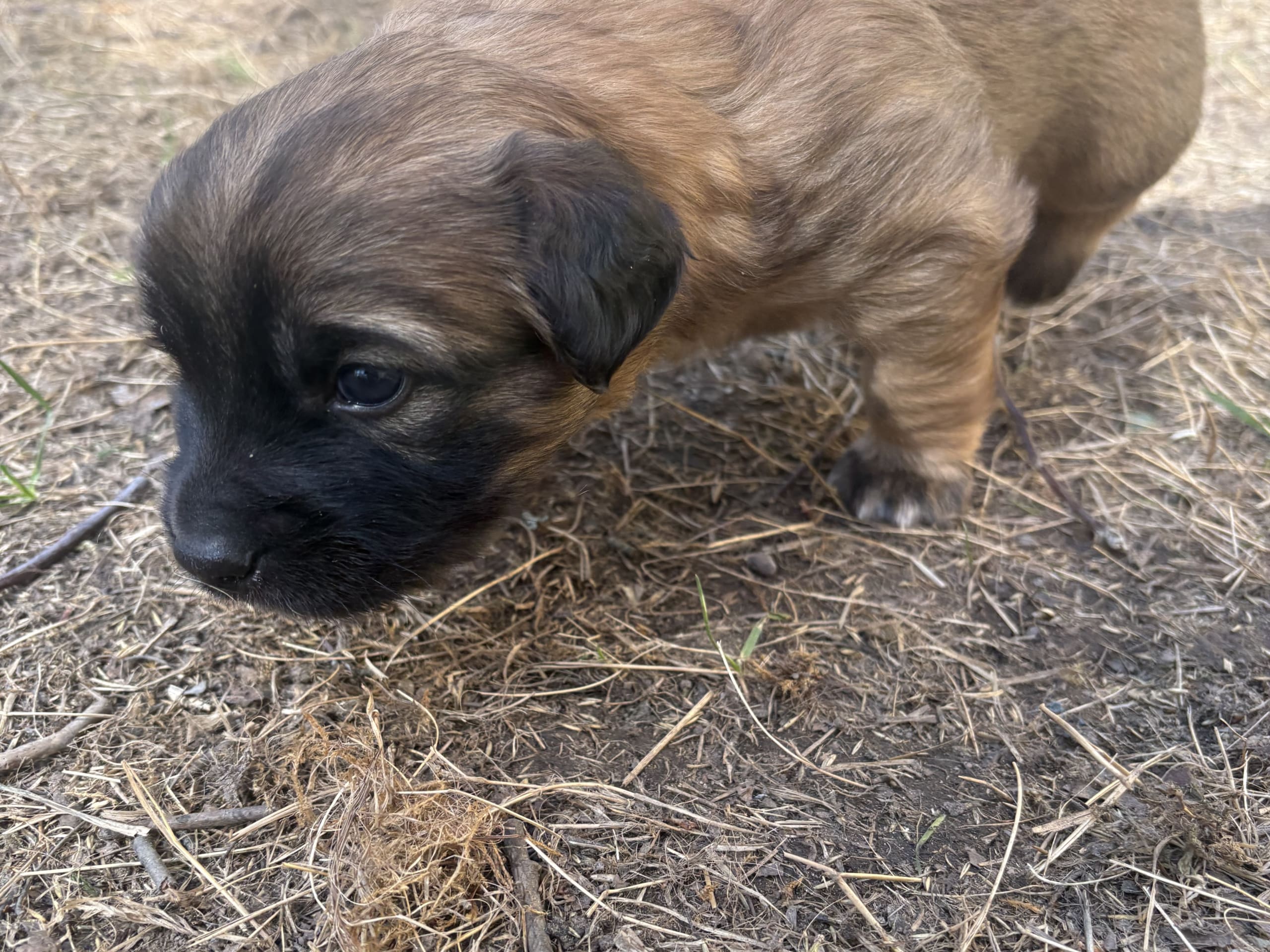 Pumba