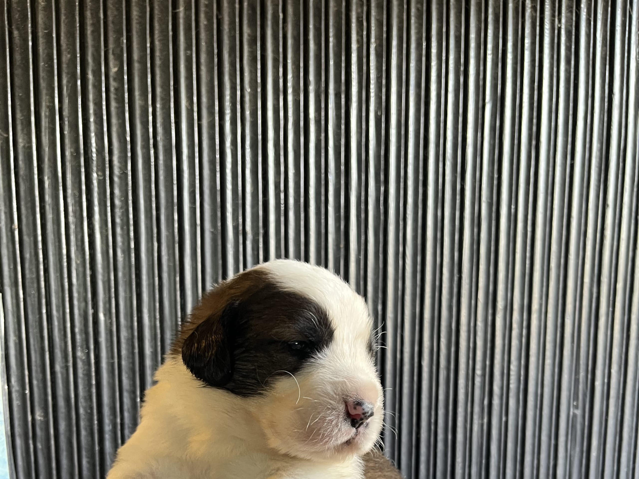 Puppy: Hane 3