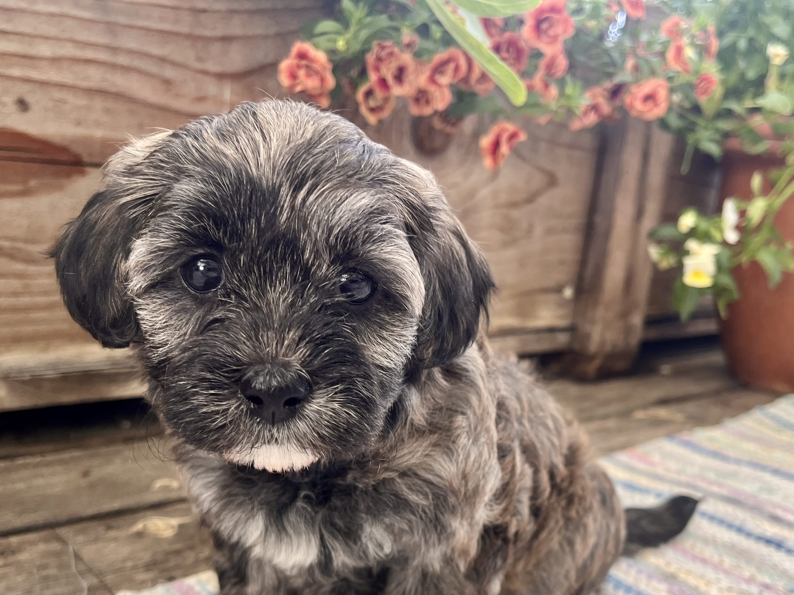 Puppy: Tik 2