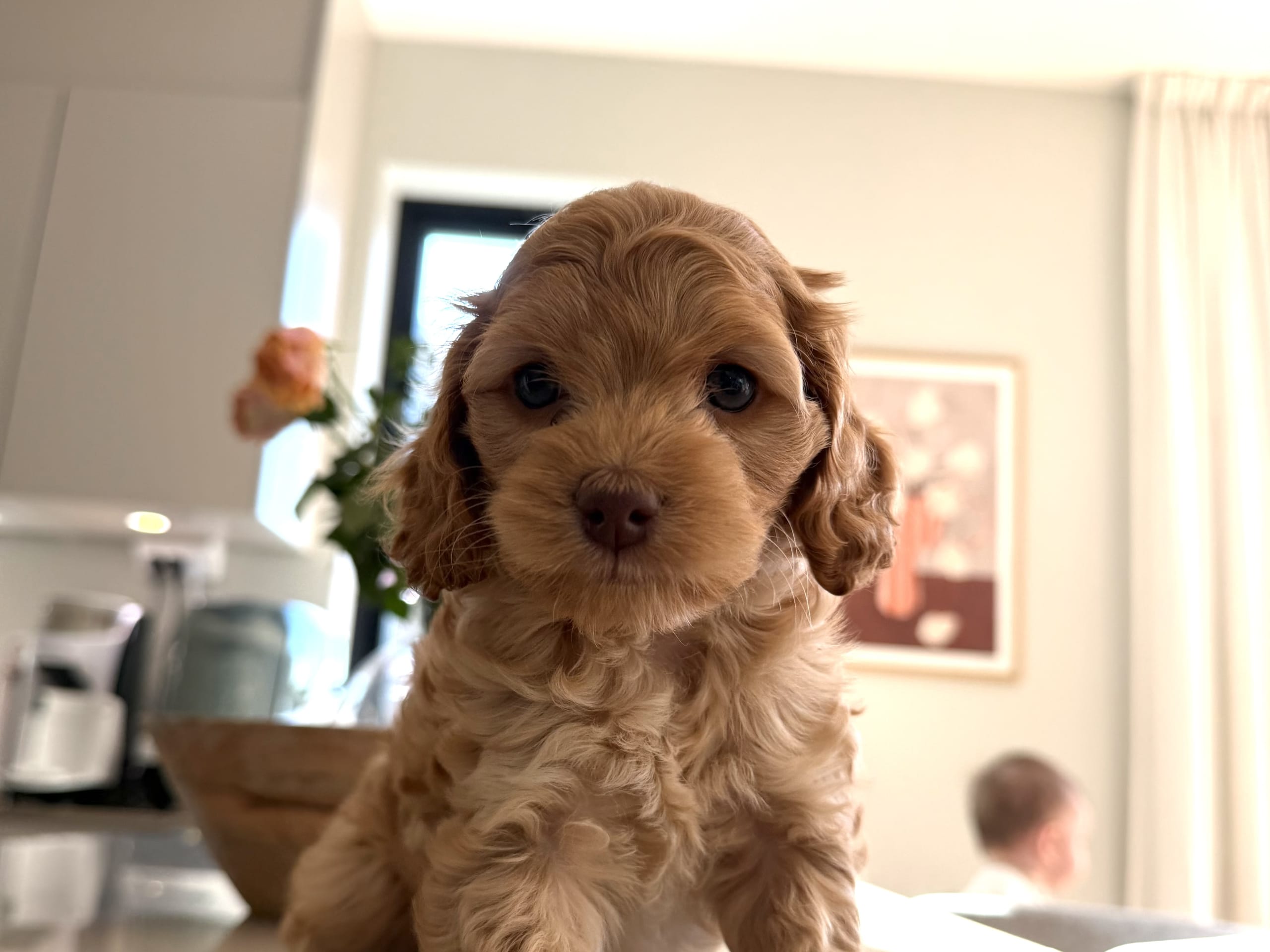 Poppy