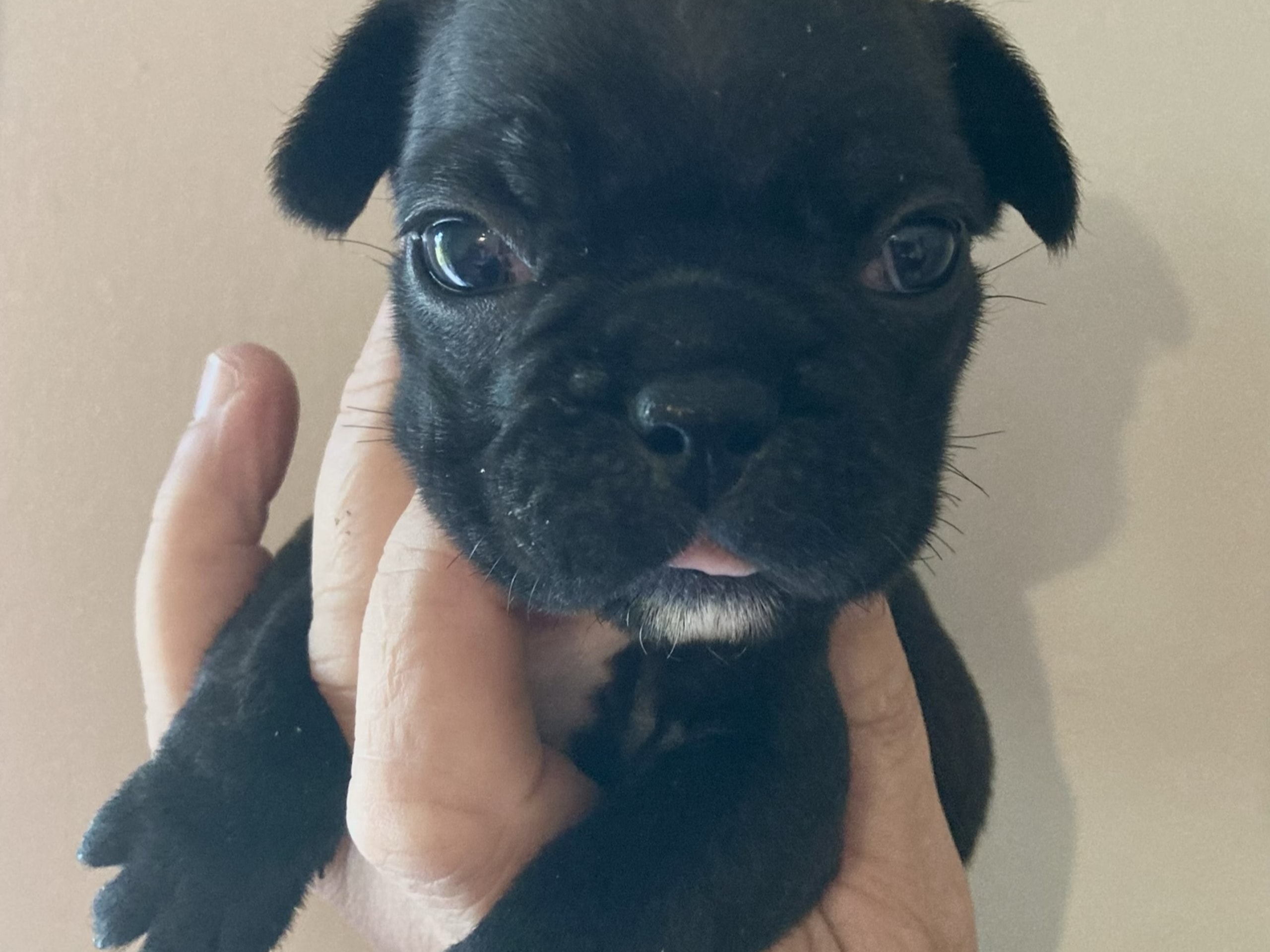 Puppy: Ärna Ärtig