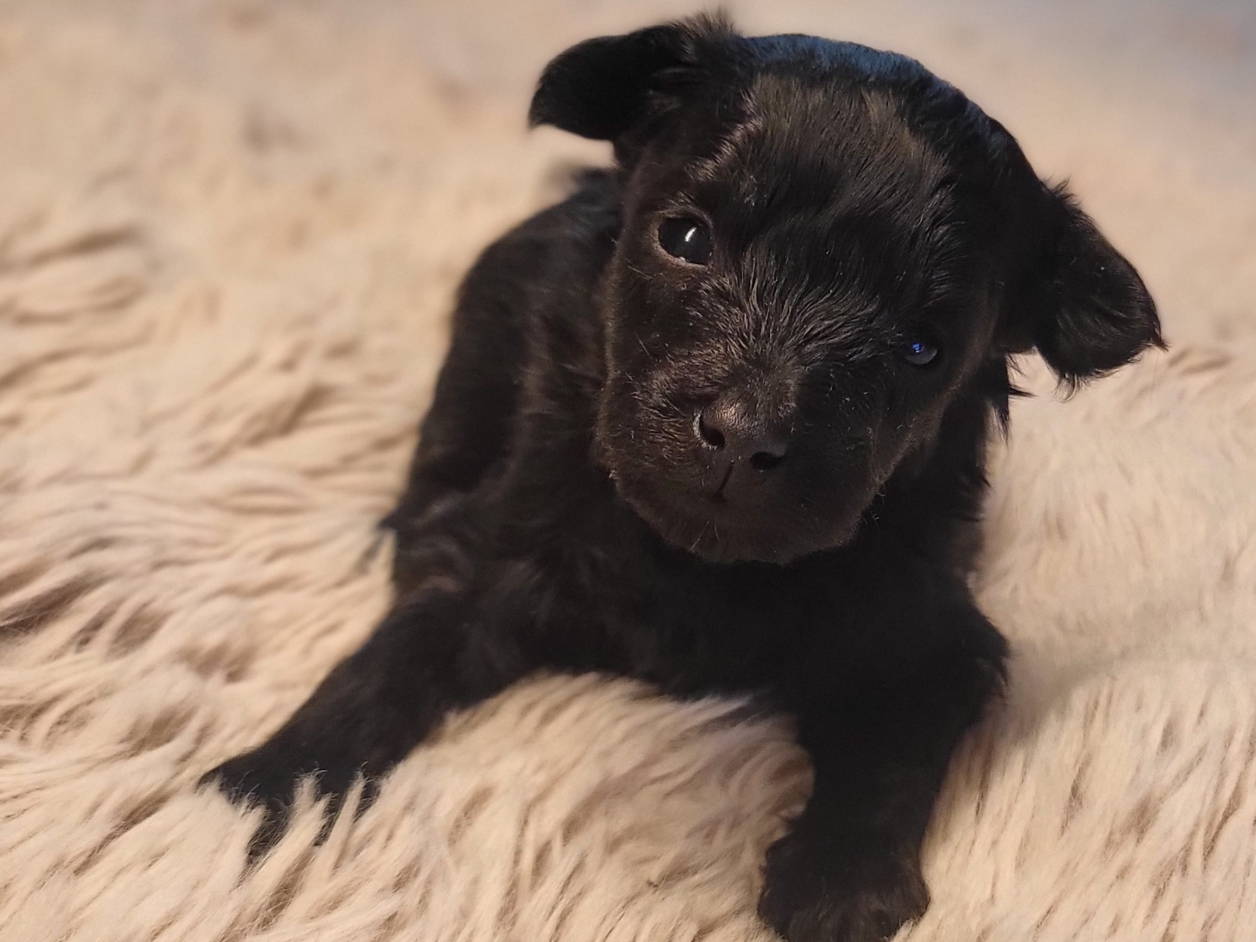 Puppy: Hane 2