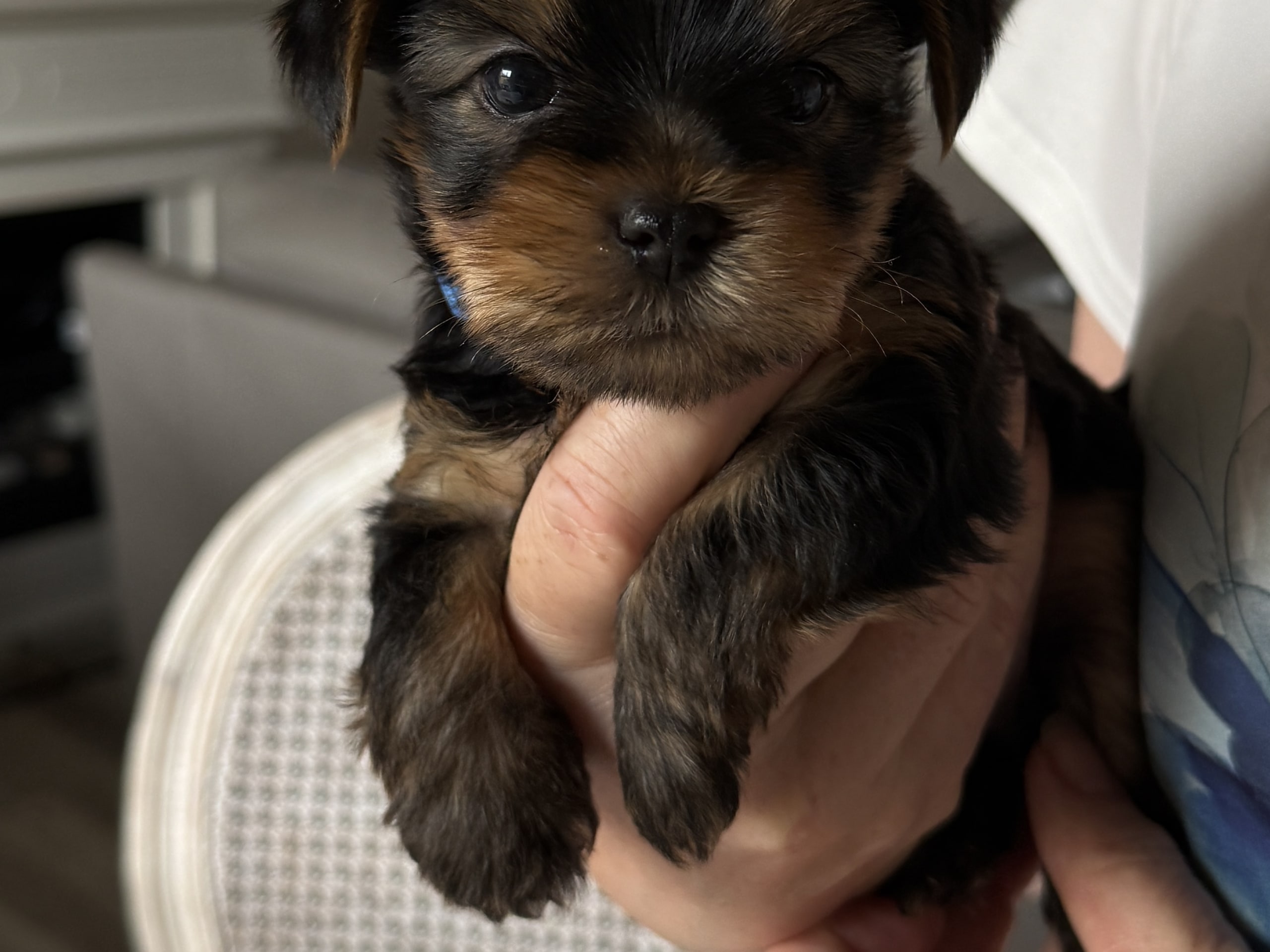 Puppy: Han 2