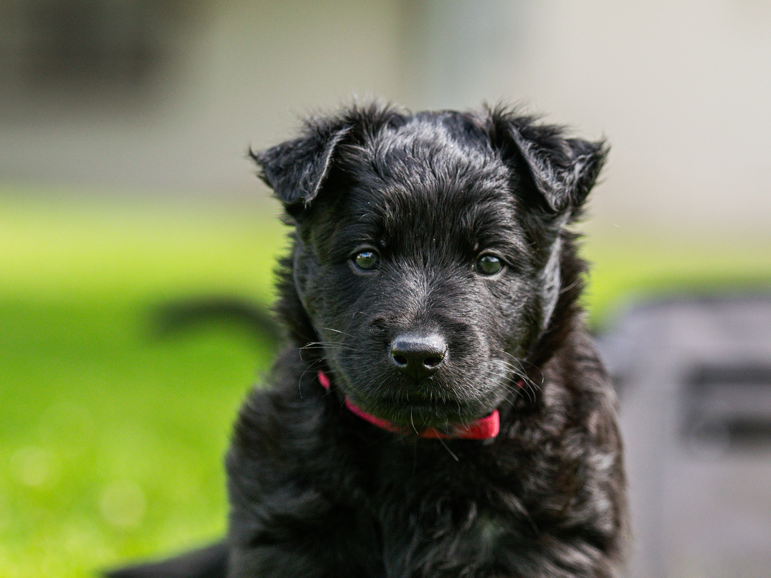 Puppy: Tik 1
