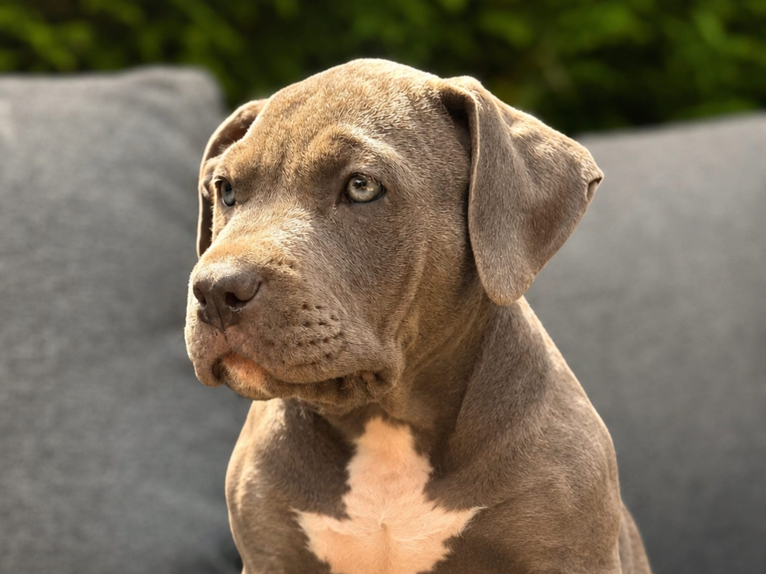 Puppy: Tik 1