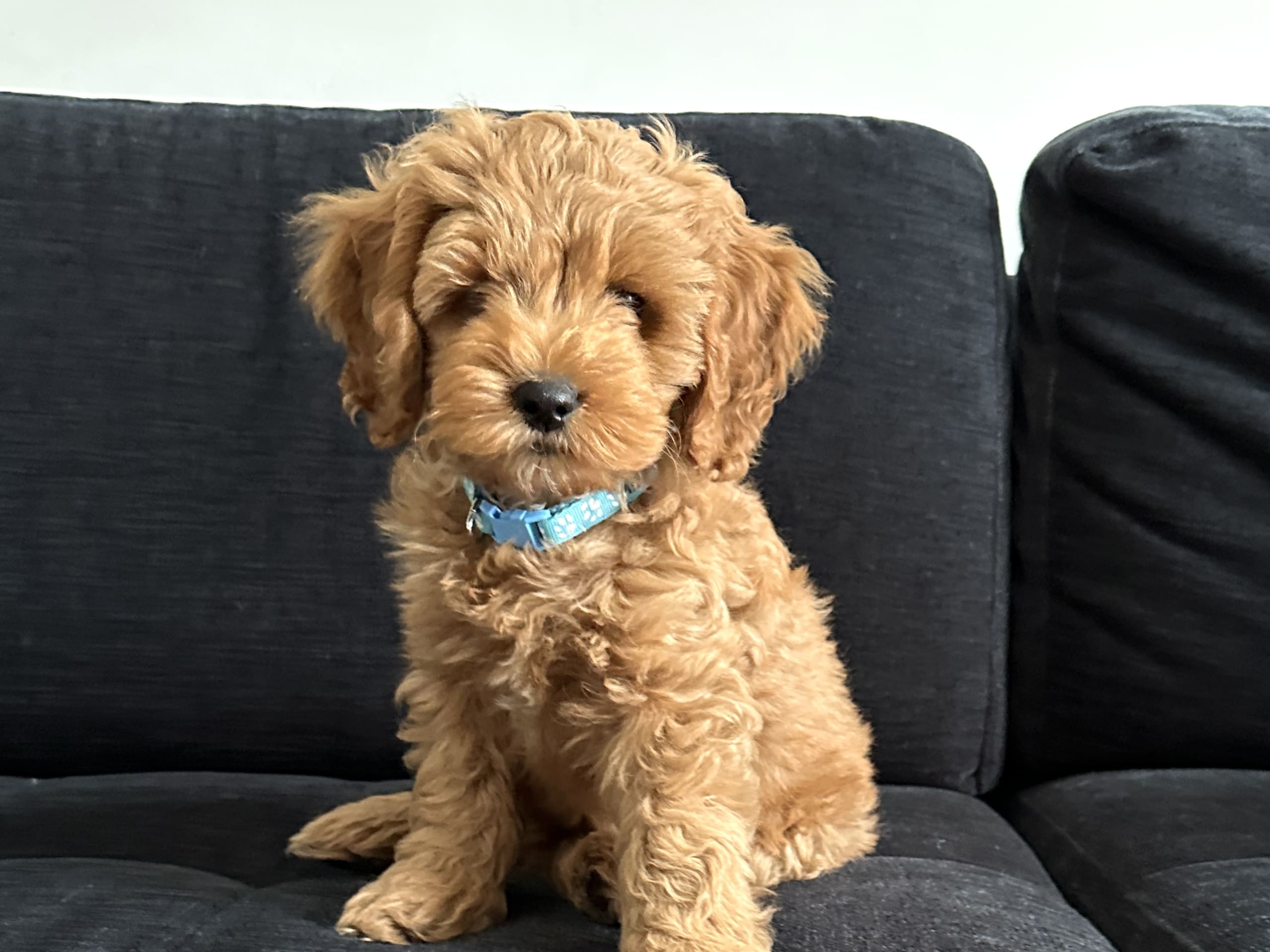 Milo