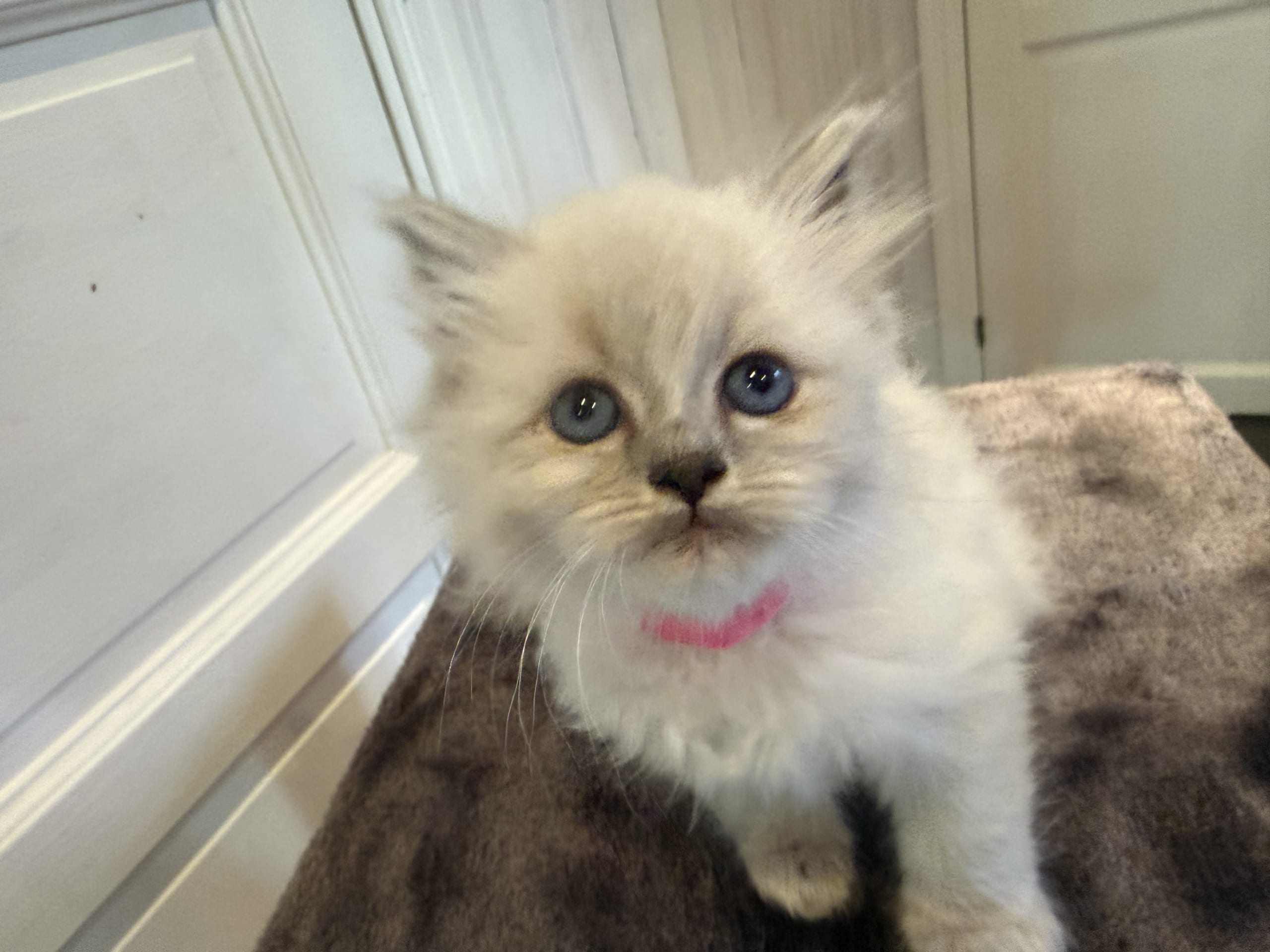 Polly
