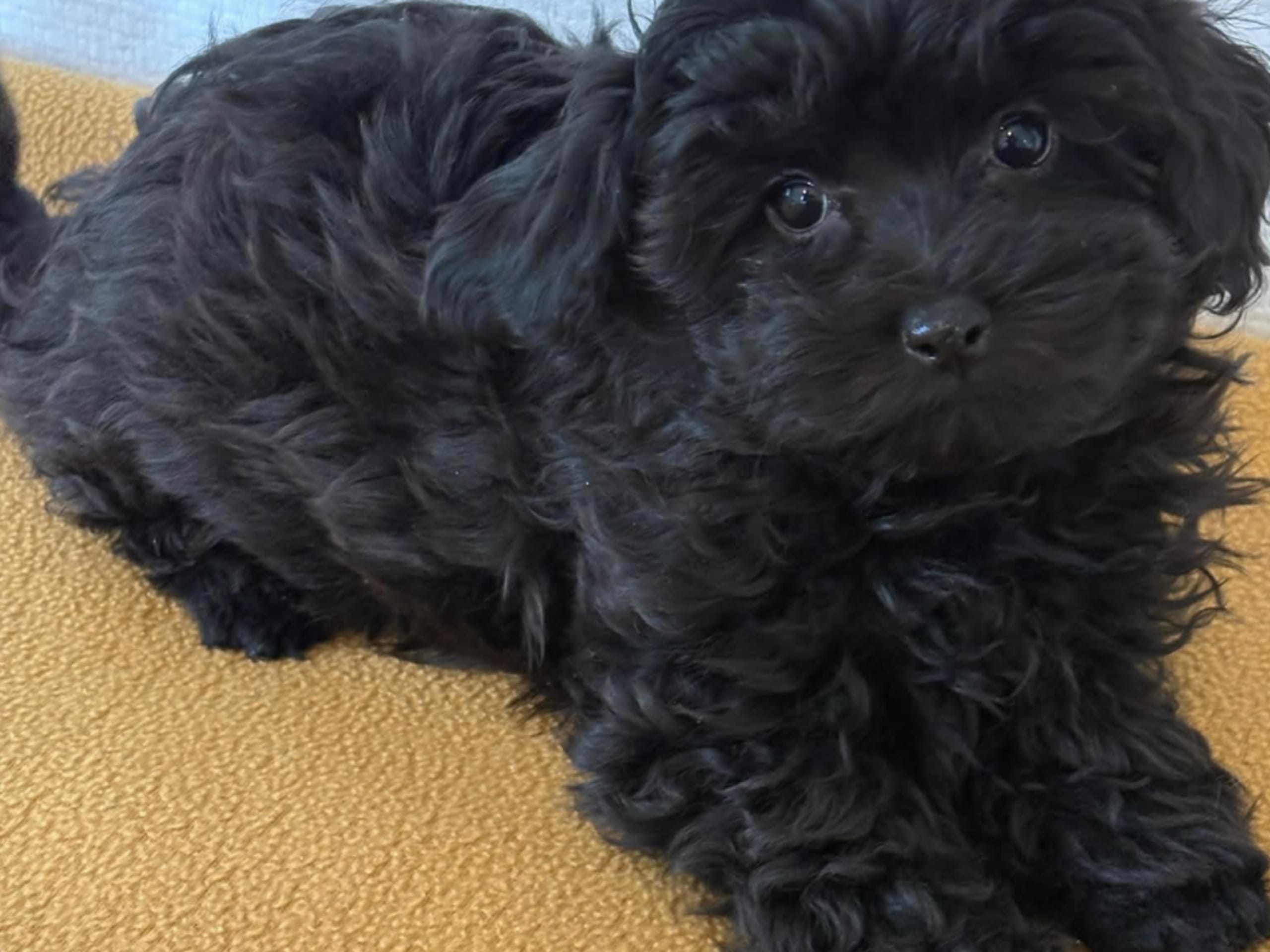Puppy: Hane 2