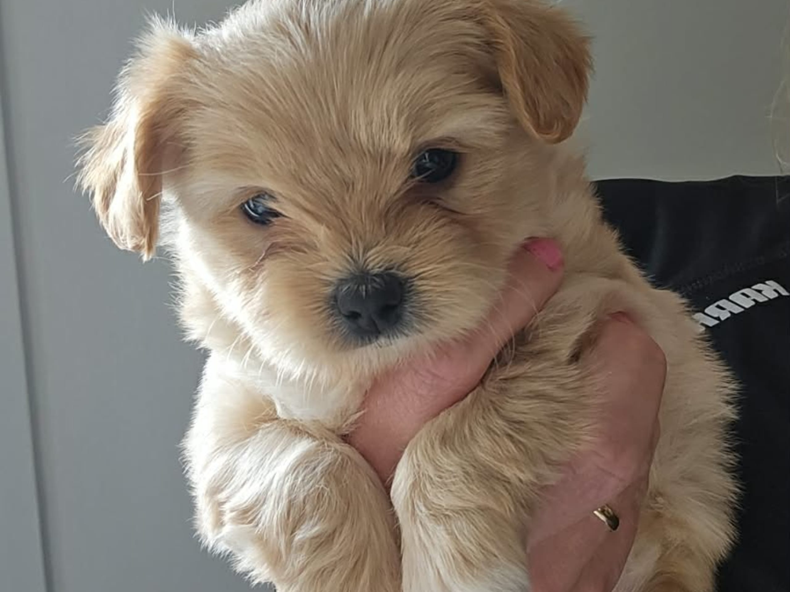 Puppy: Alma