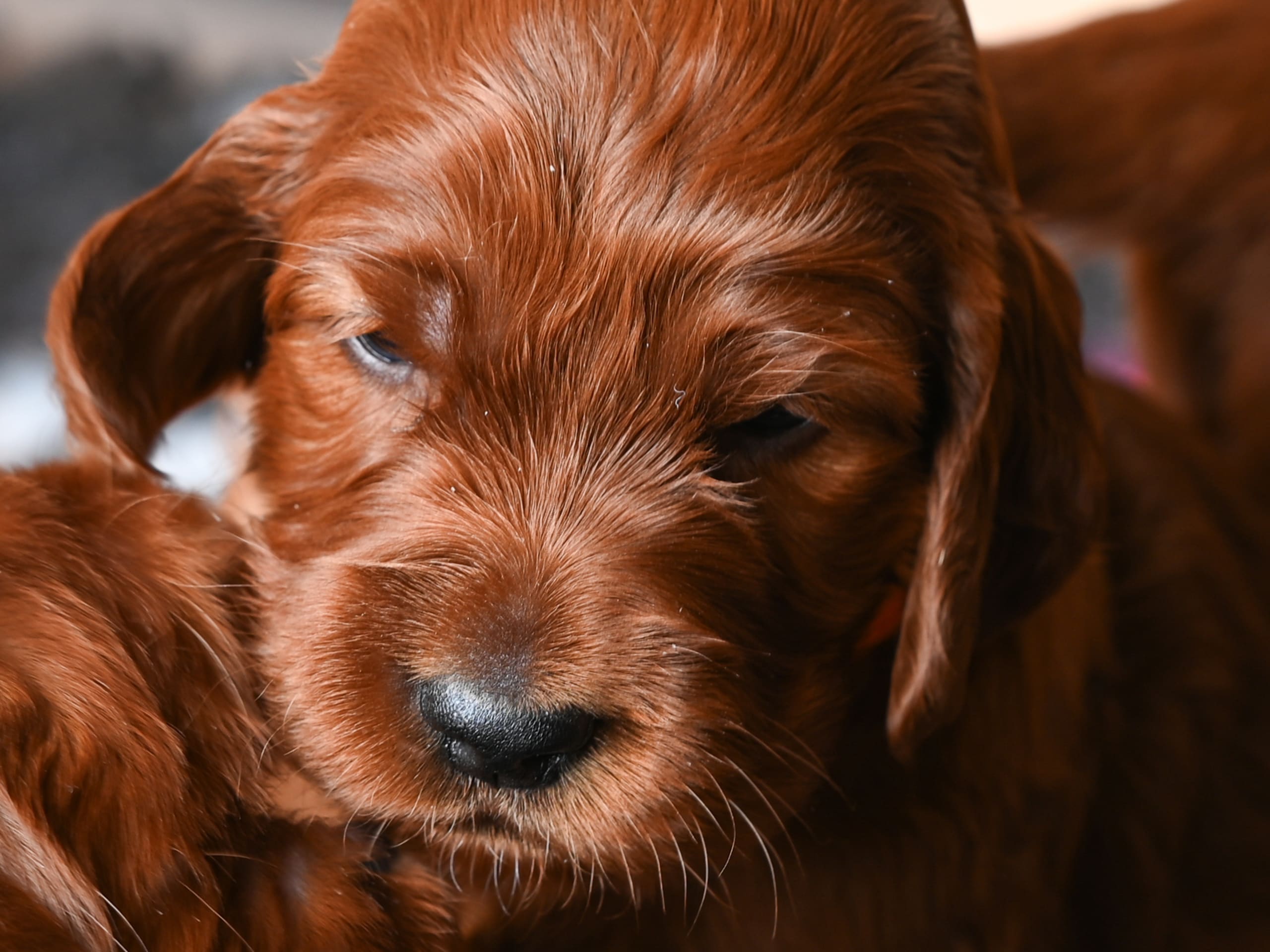 Puppy: Redmotion LENNART NILSSON