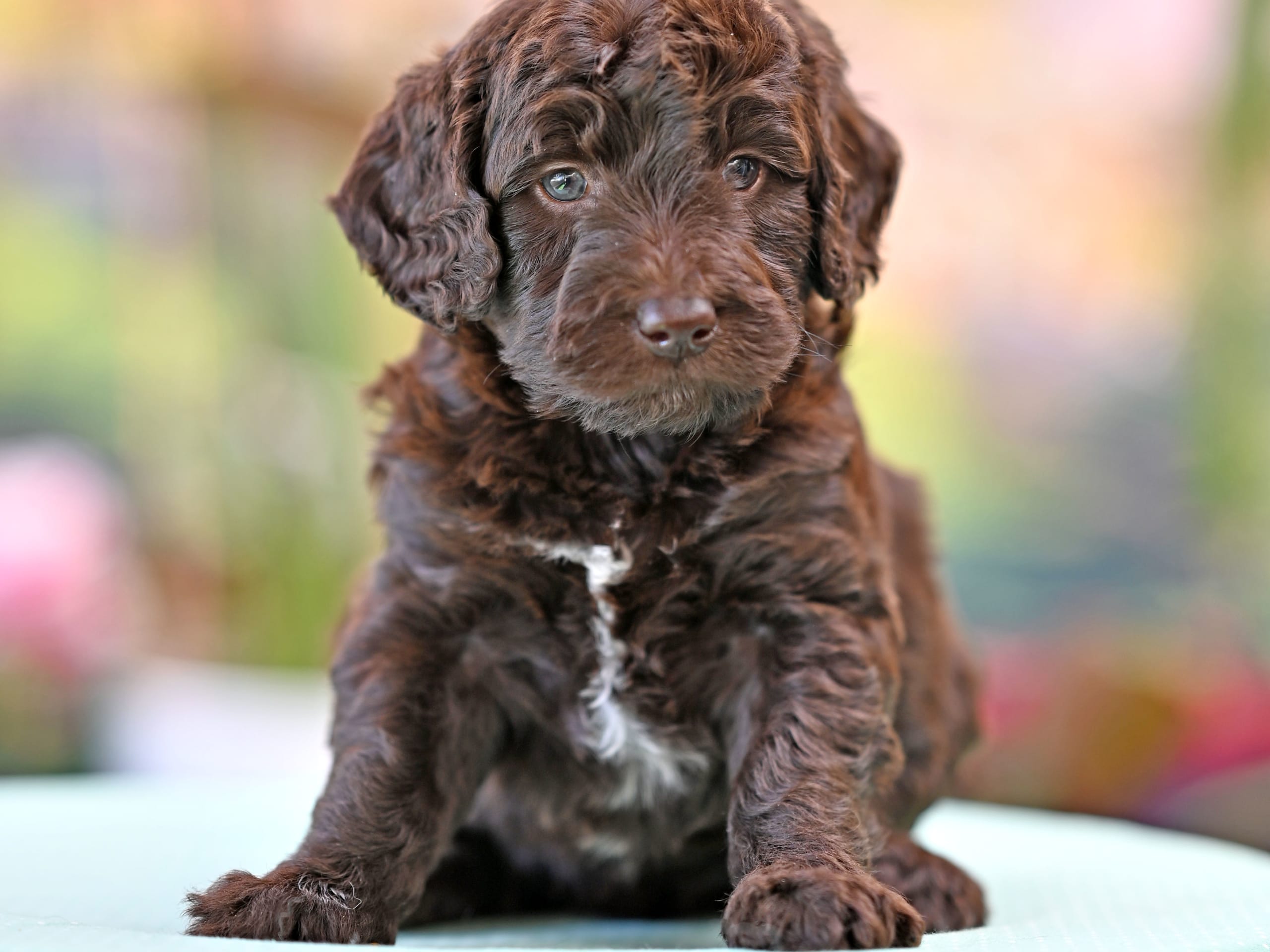 Puppy: Kiwi Tingad