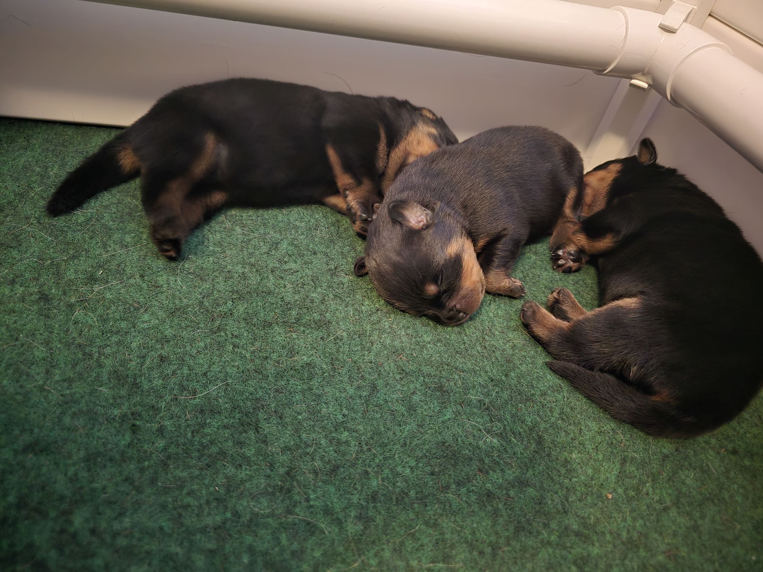 Puppy: Valpar