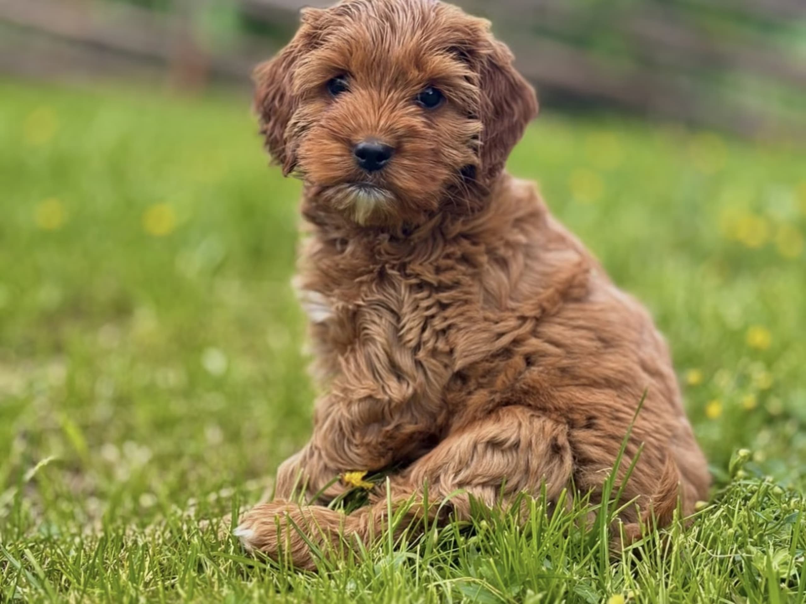 Nova