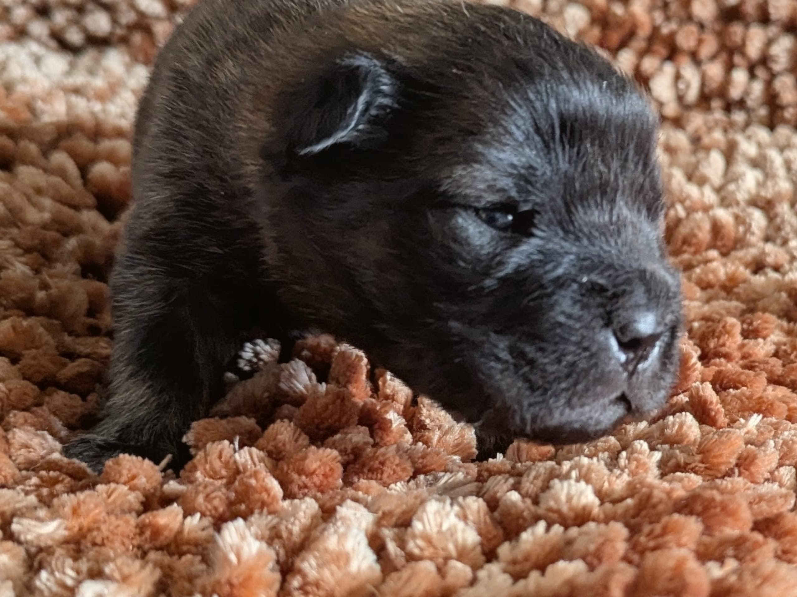 Puppy: Hane 2