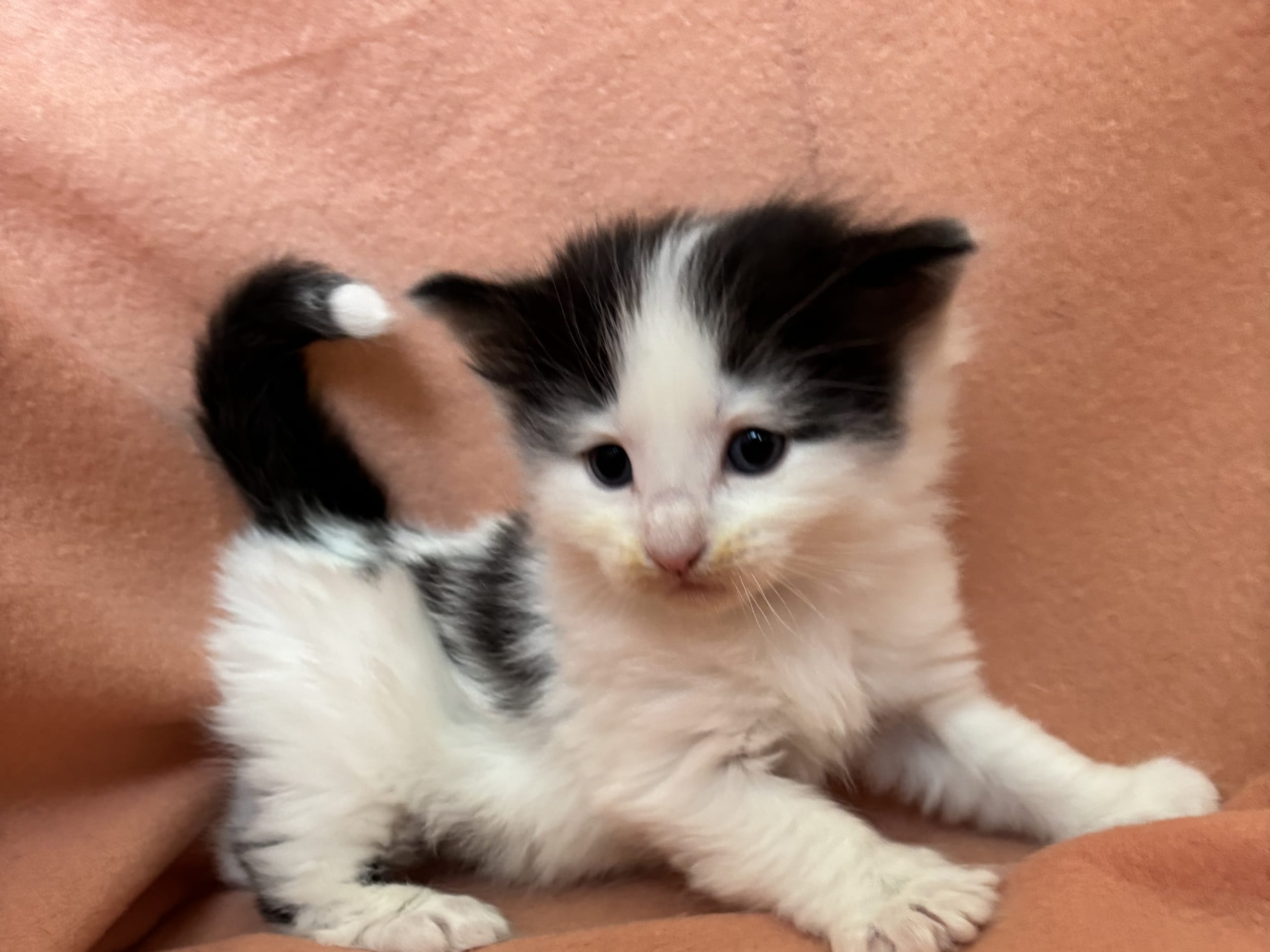 kitten: Dino