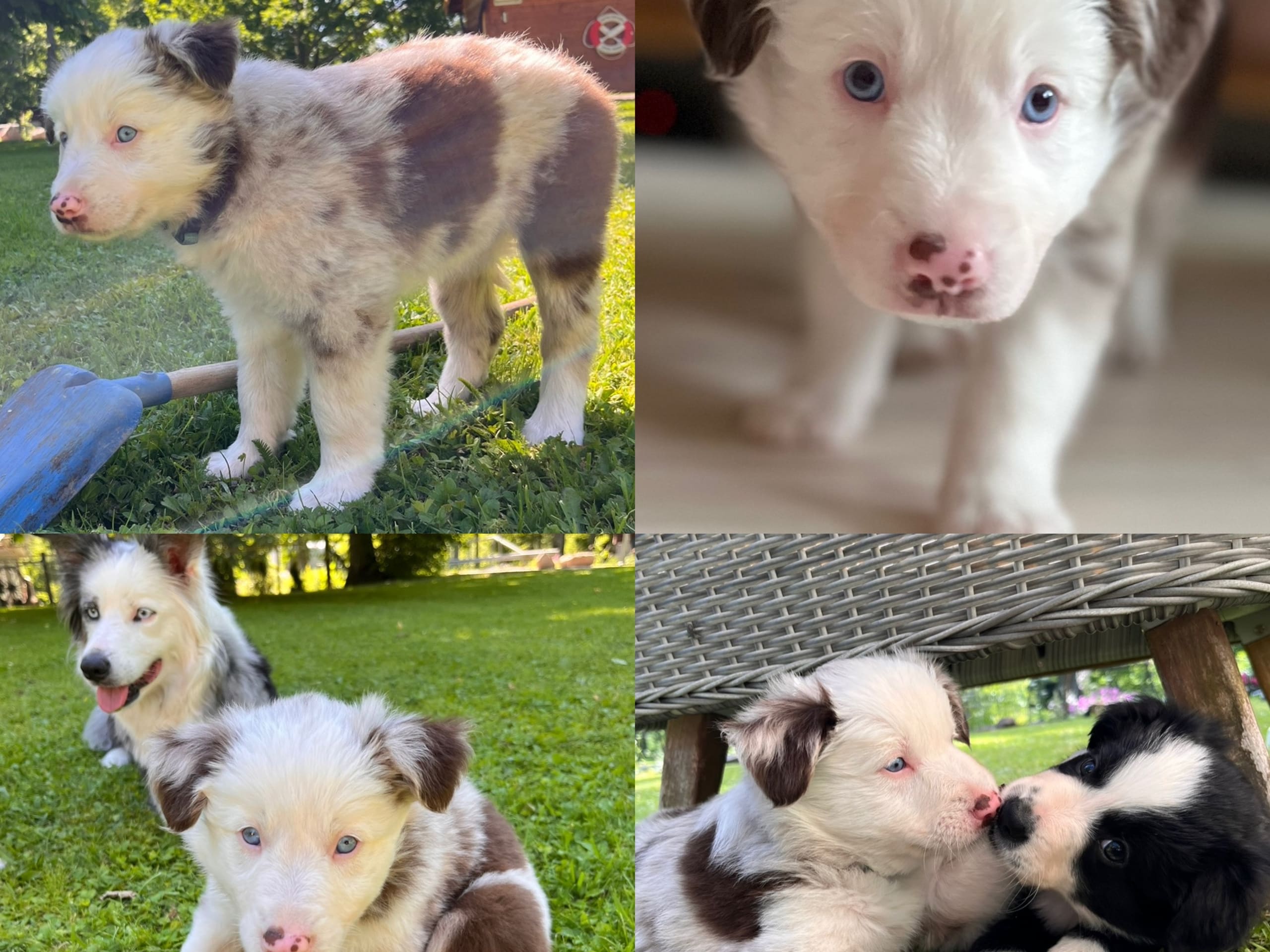 Puppy: Tik 1 Dizzy