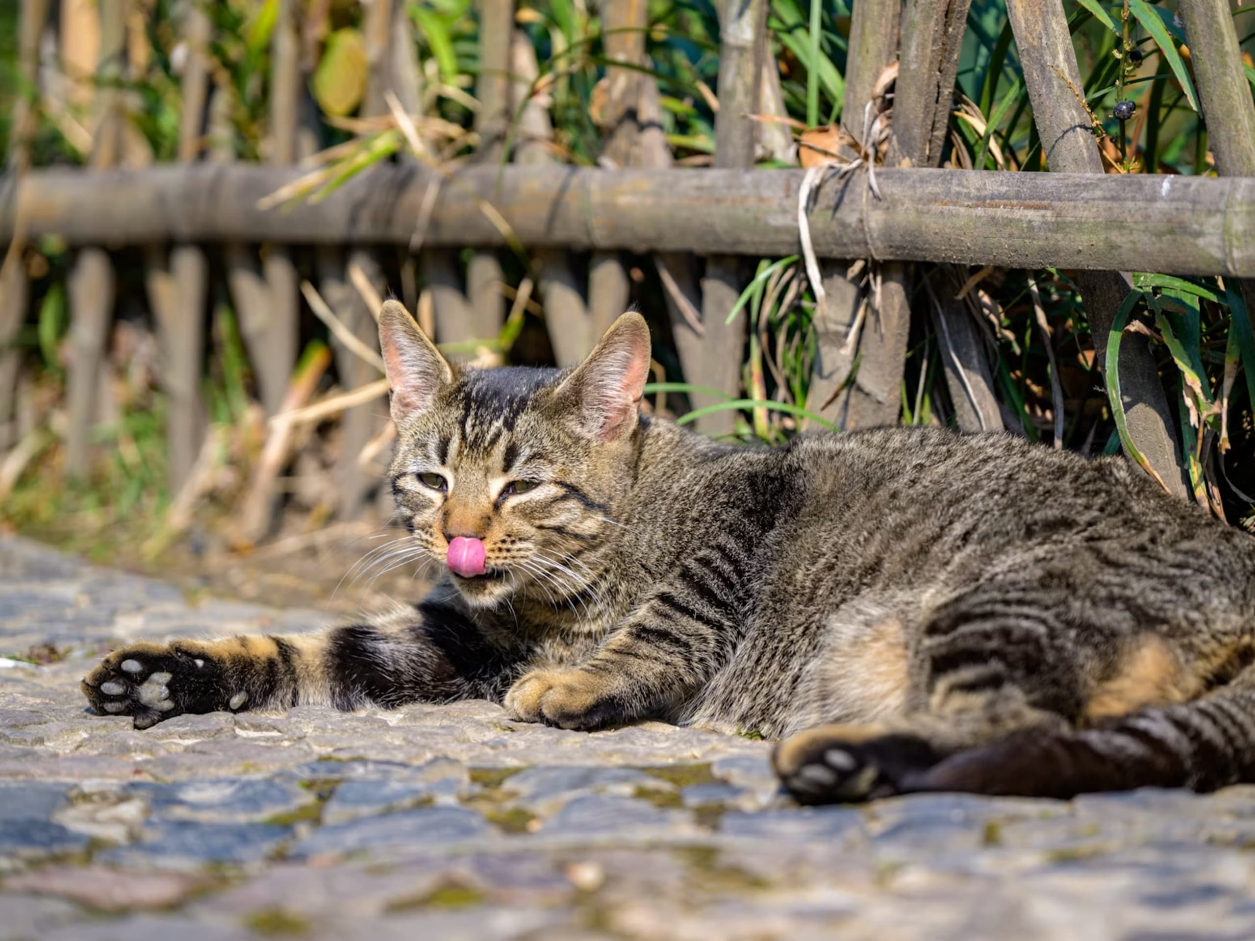 Sommer med kat: Sådan holder du katten tryg, når det bliver varmt