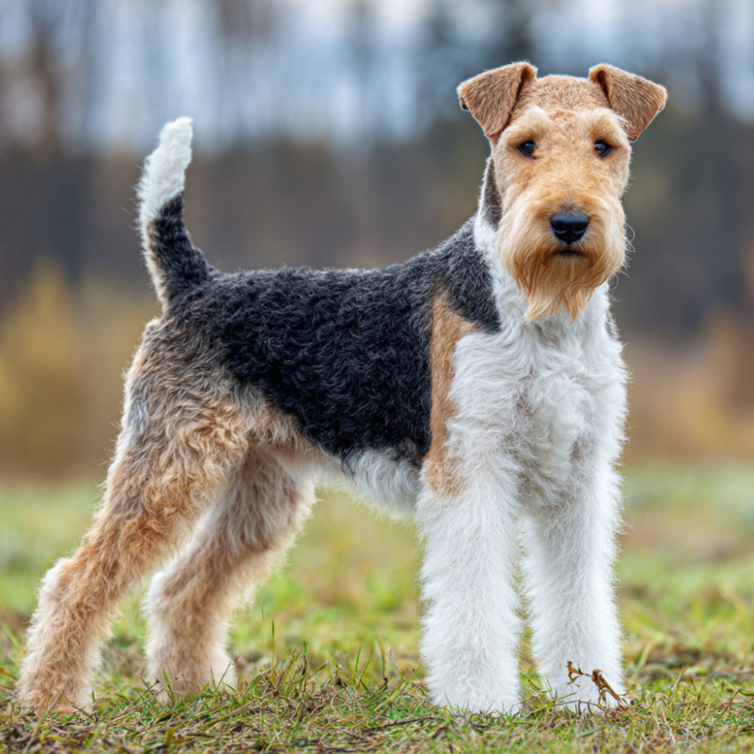 Strävhårig foxterrier