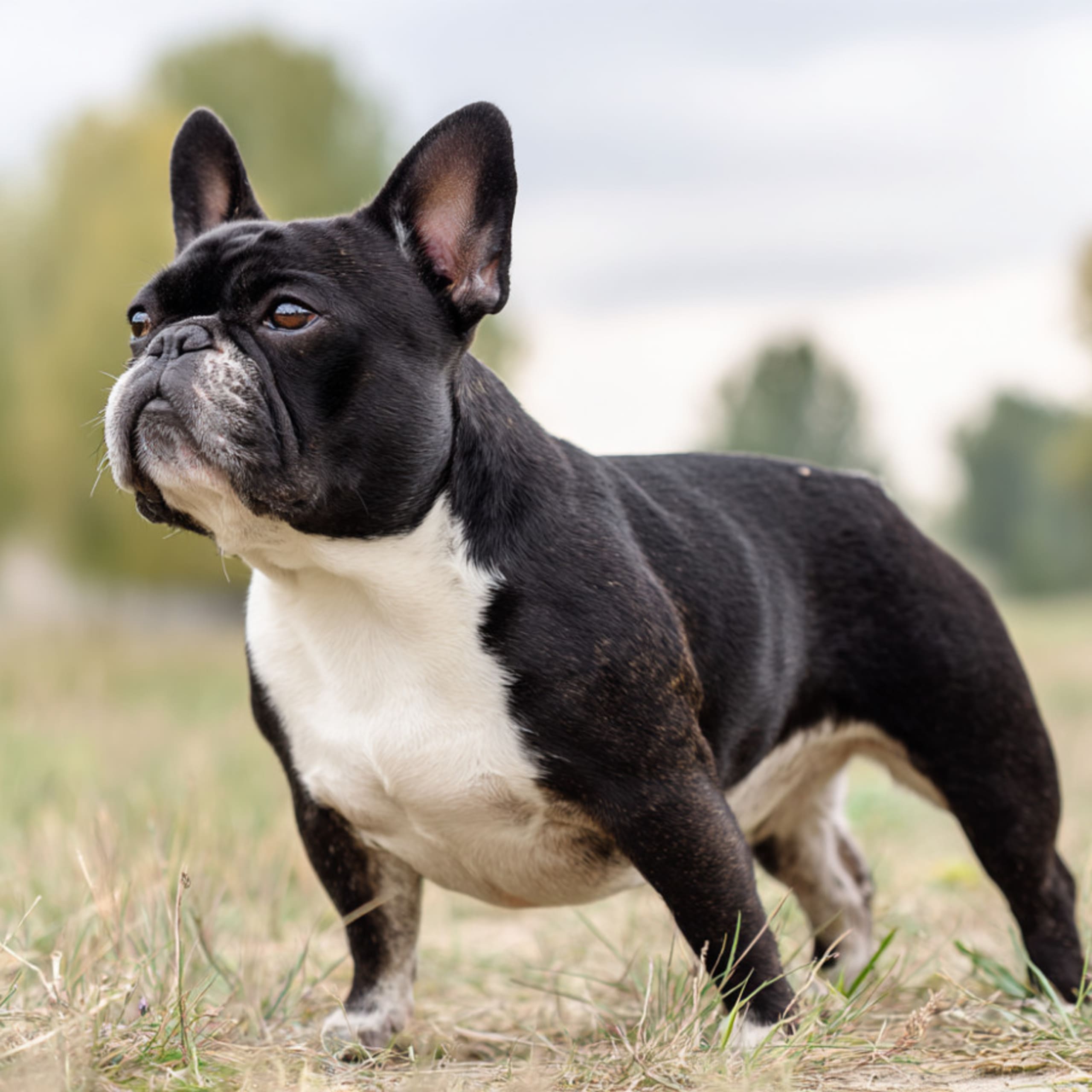 Fransk bulldogg