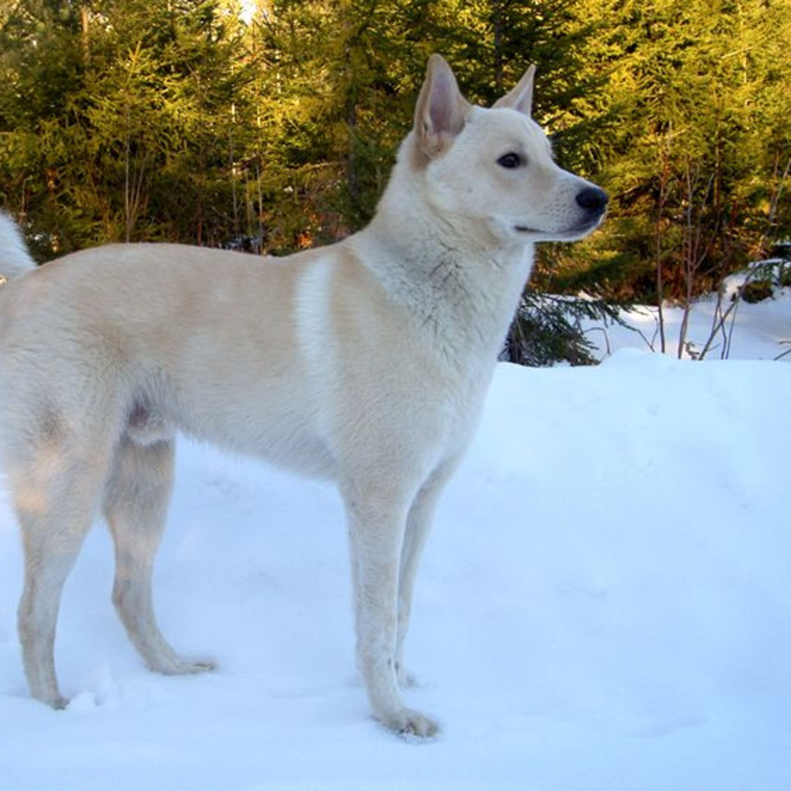 Kanaan Hund