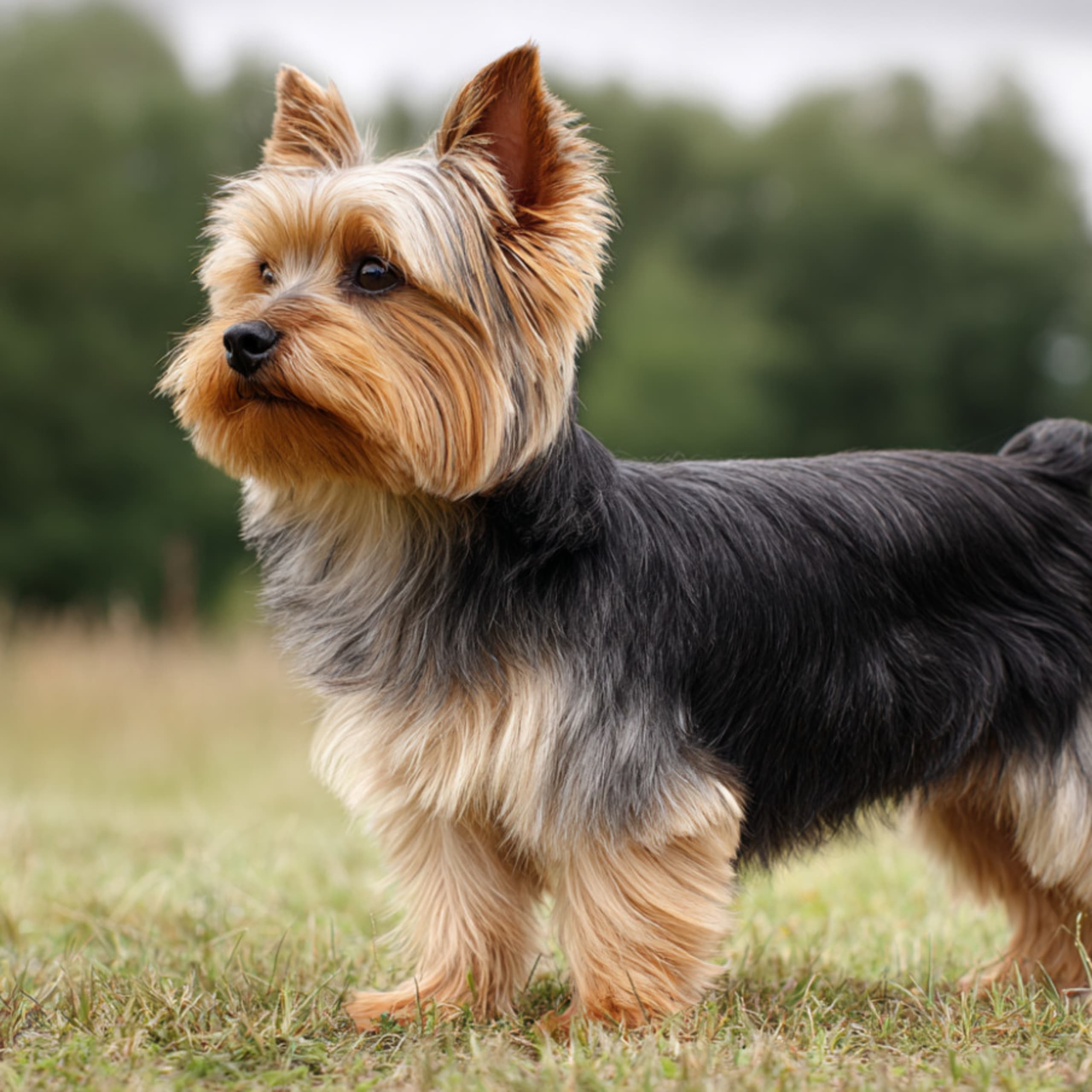 Yorkshireterrier