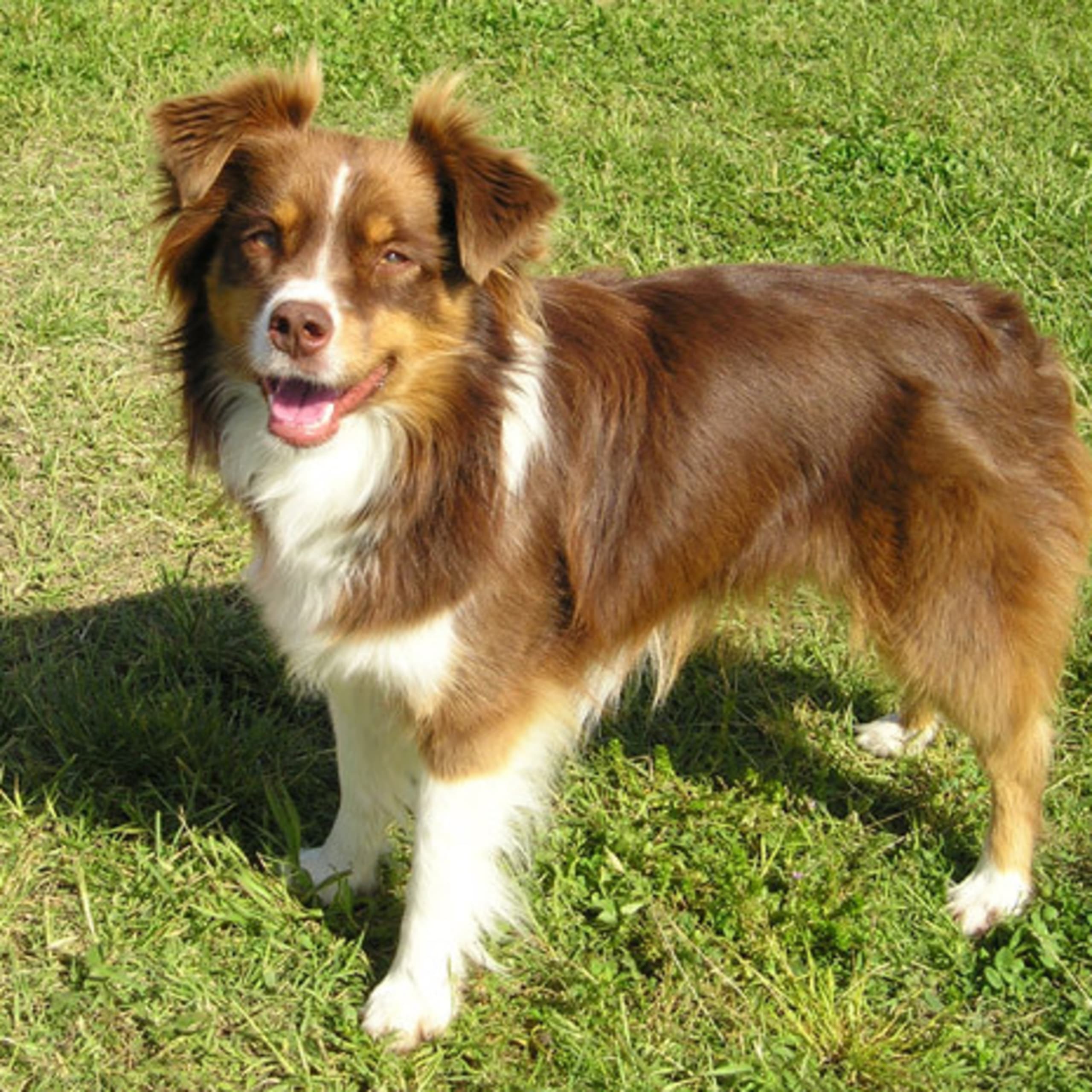Miniature american shepherd
