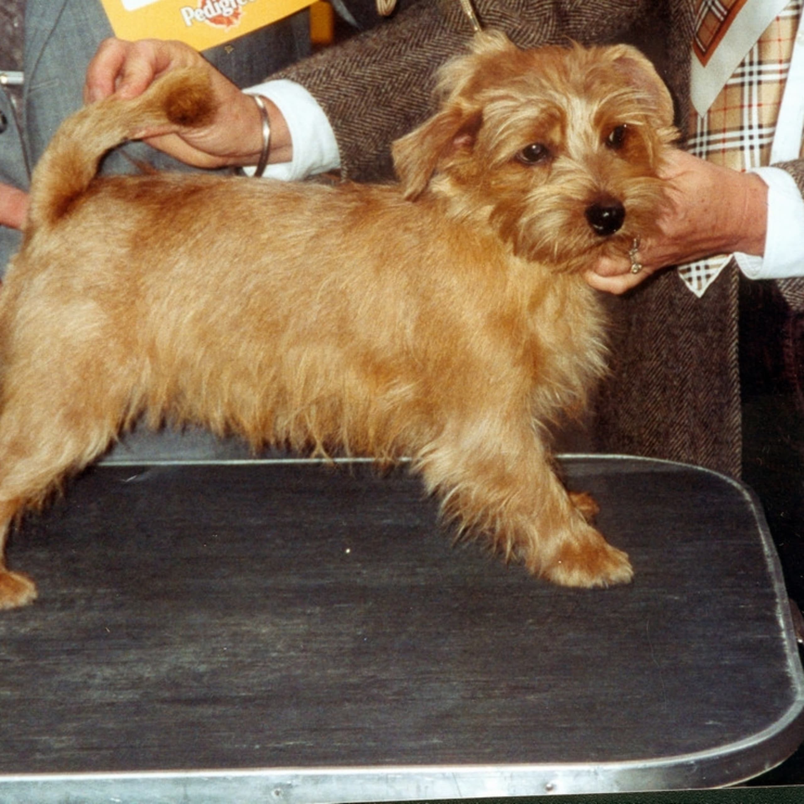 Norfolkterrier