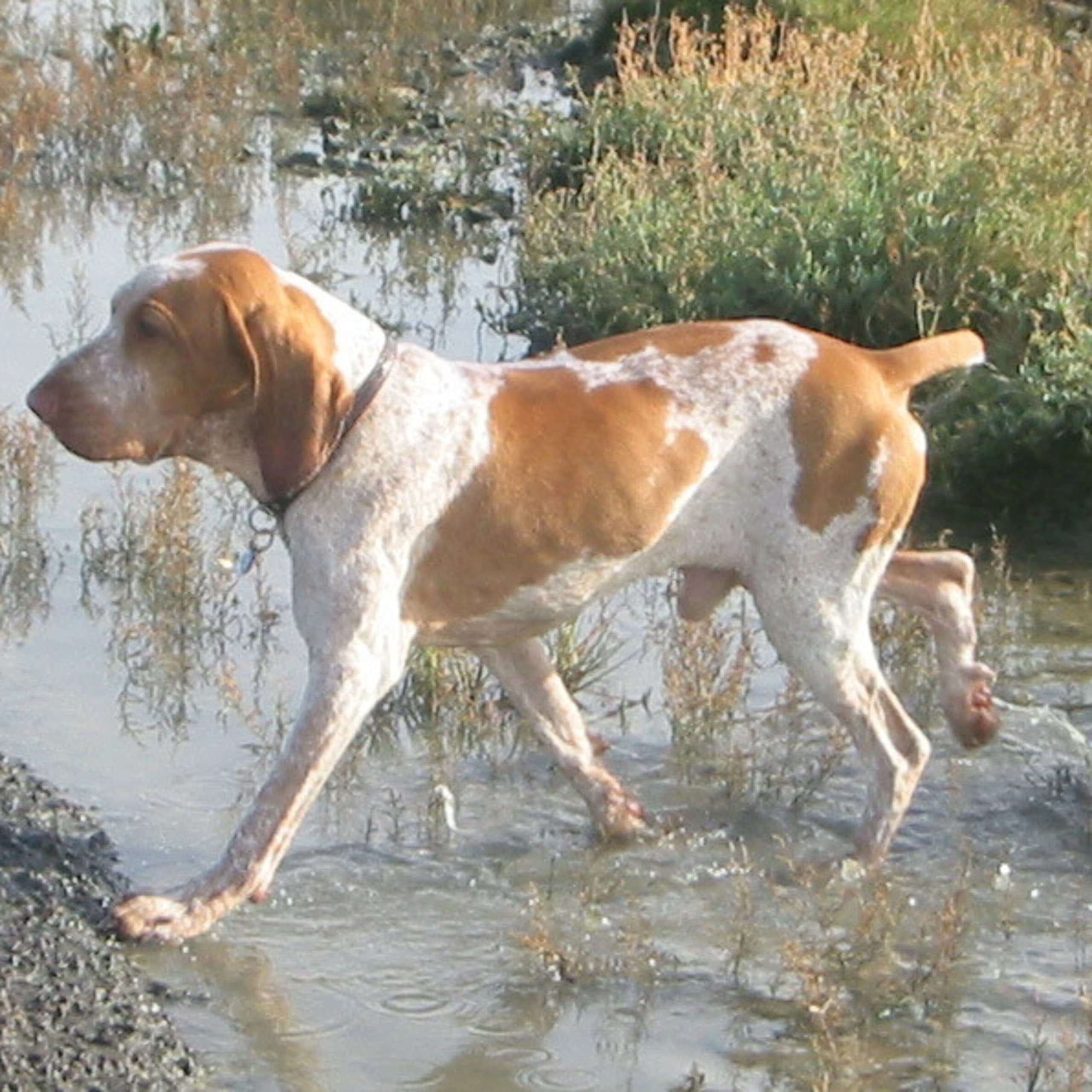 Bracco italiano