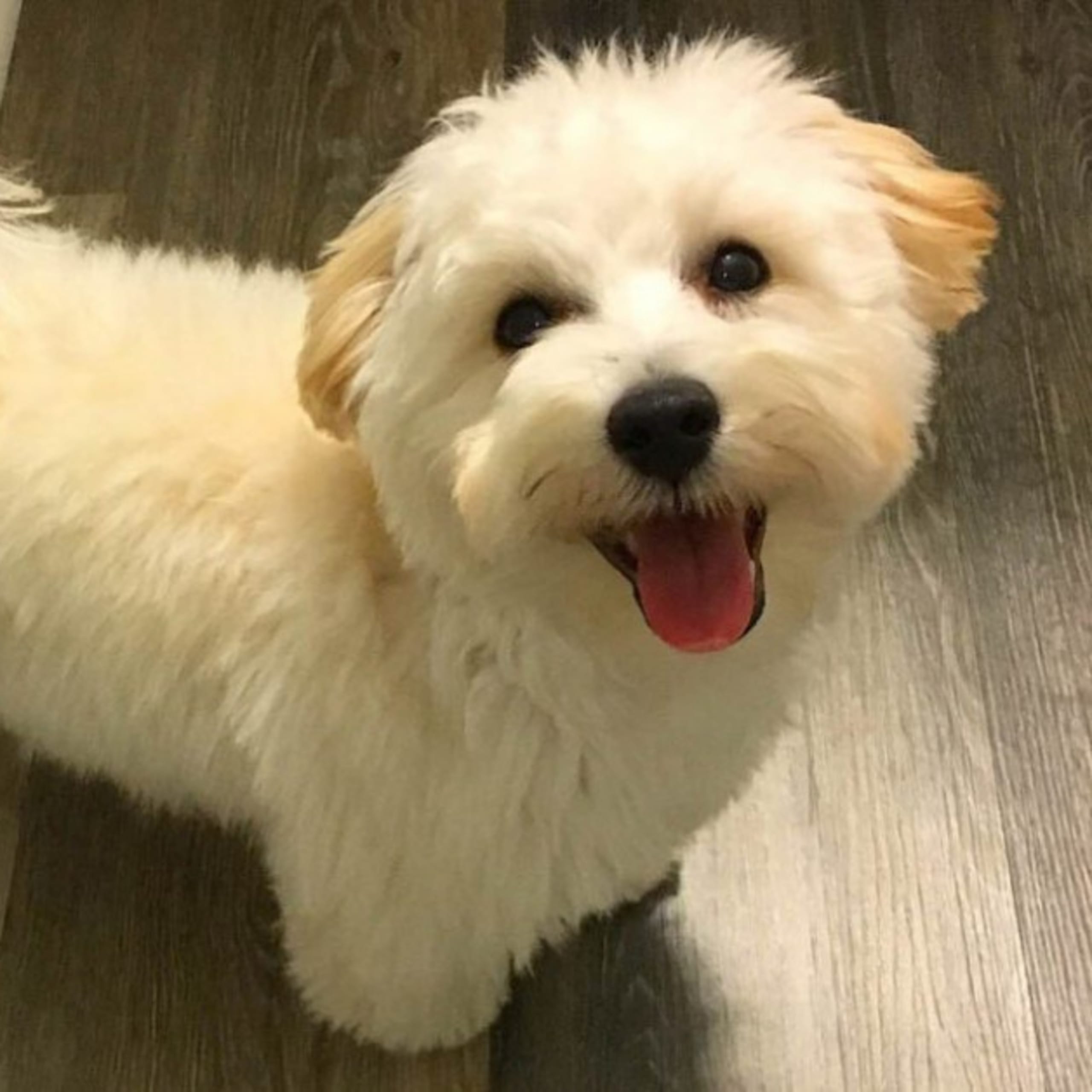 Maltipoo