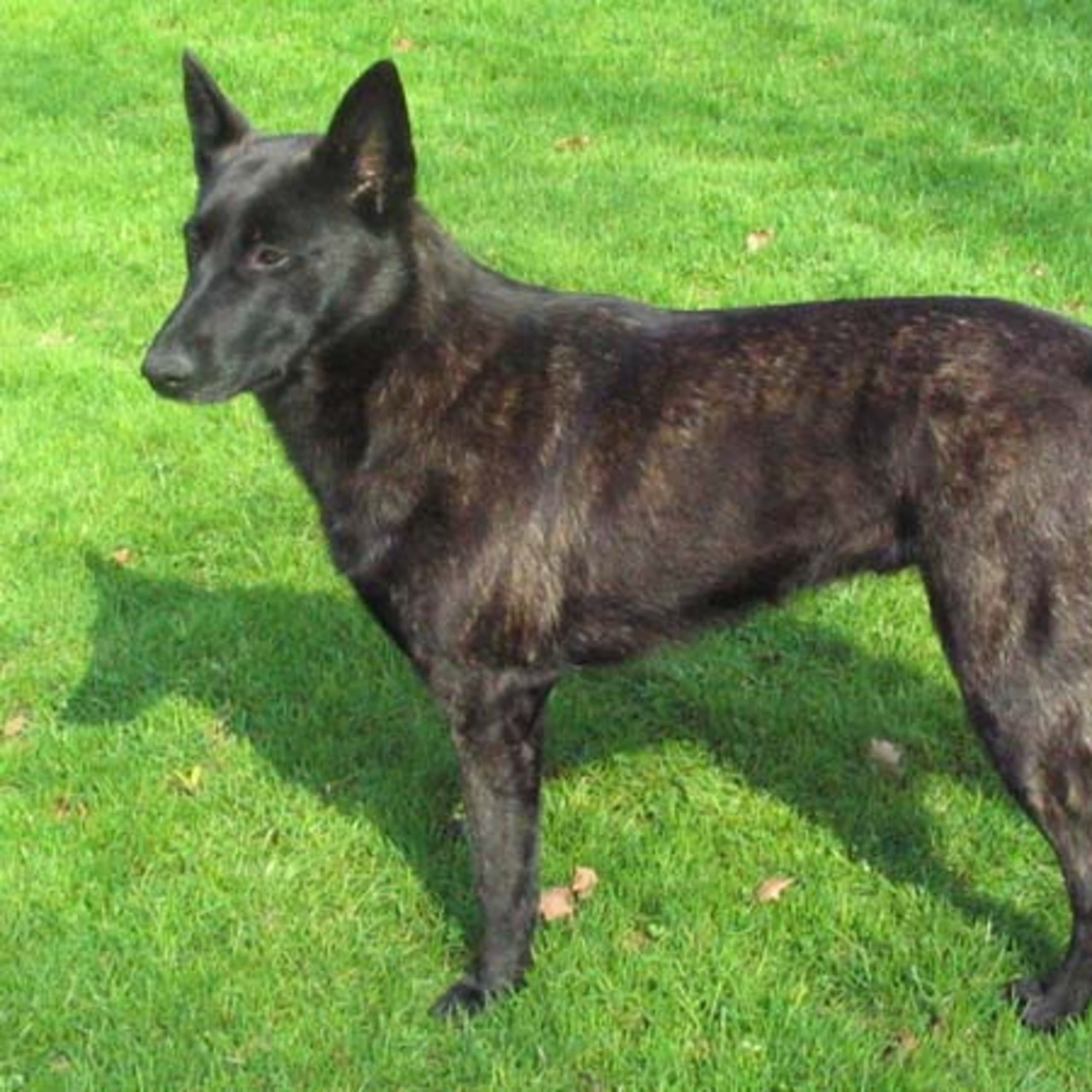 Holländsk herdehund (Hollandse Herder)