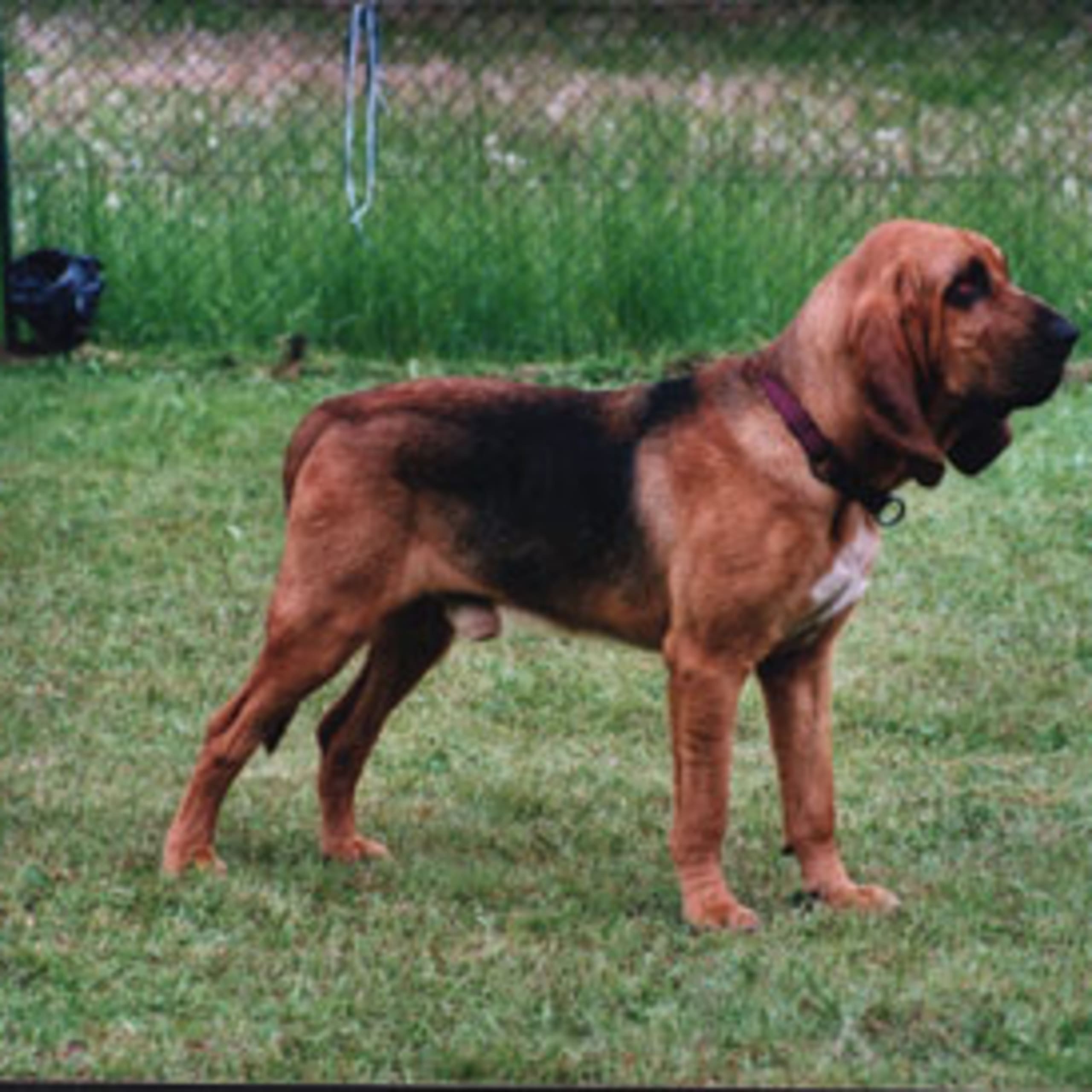 Blodhund