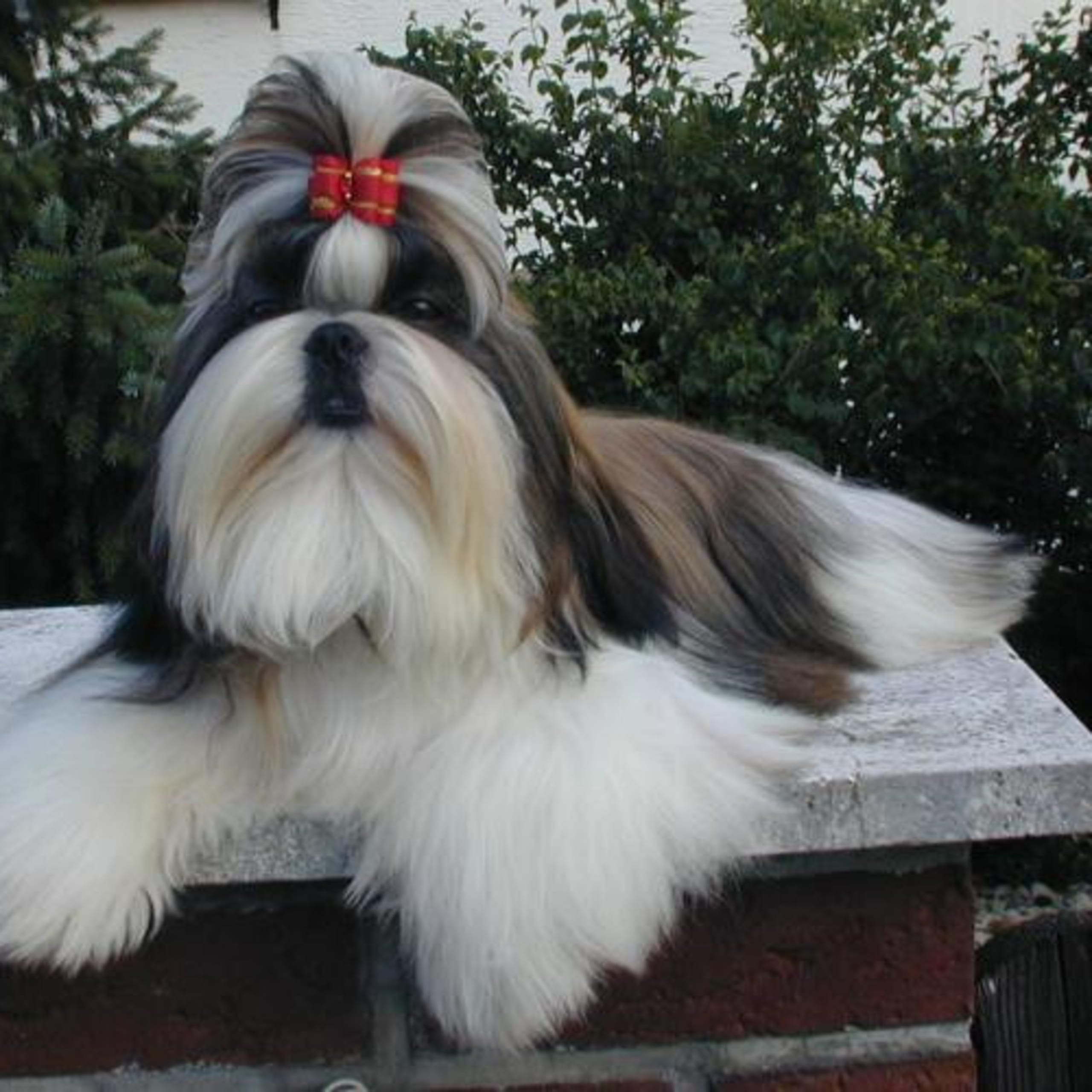 Shih tzu