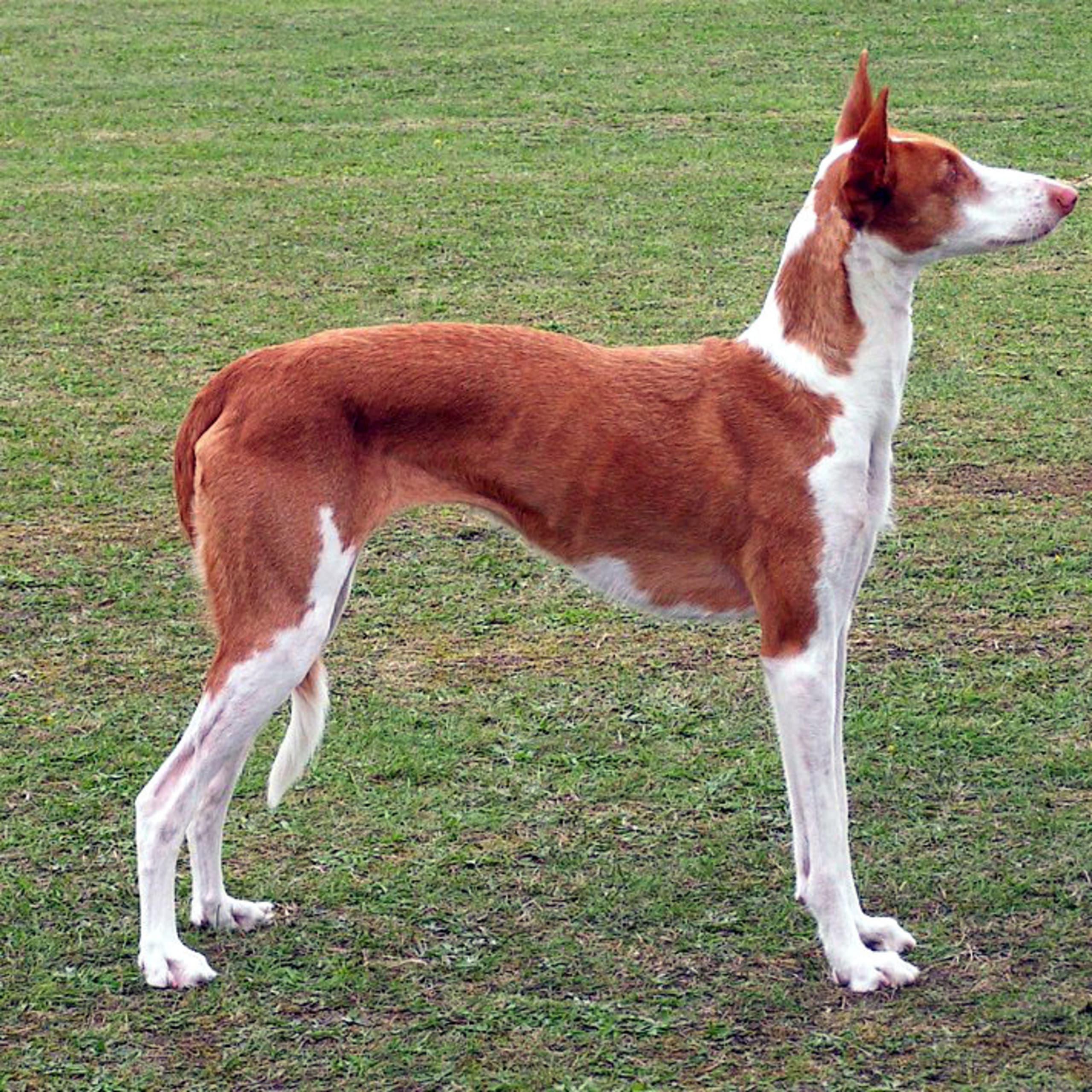 Ibiza-podenco