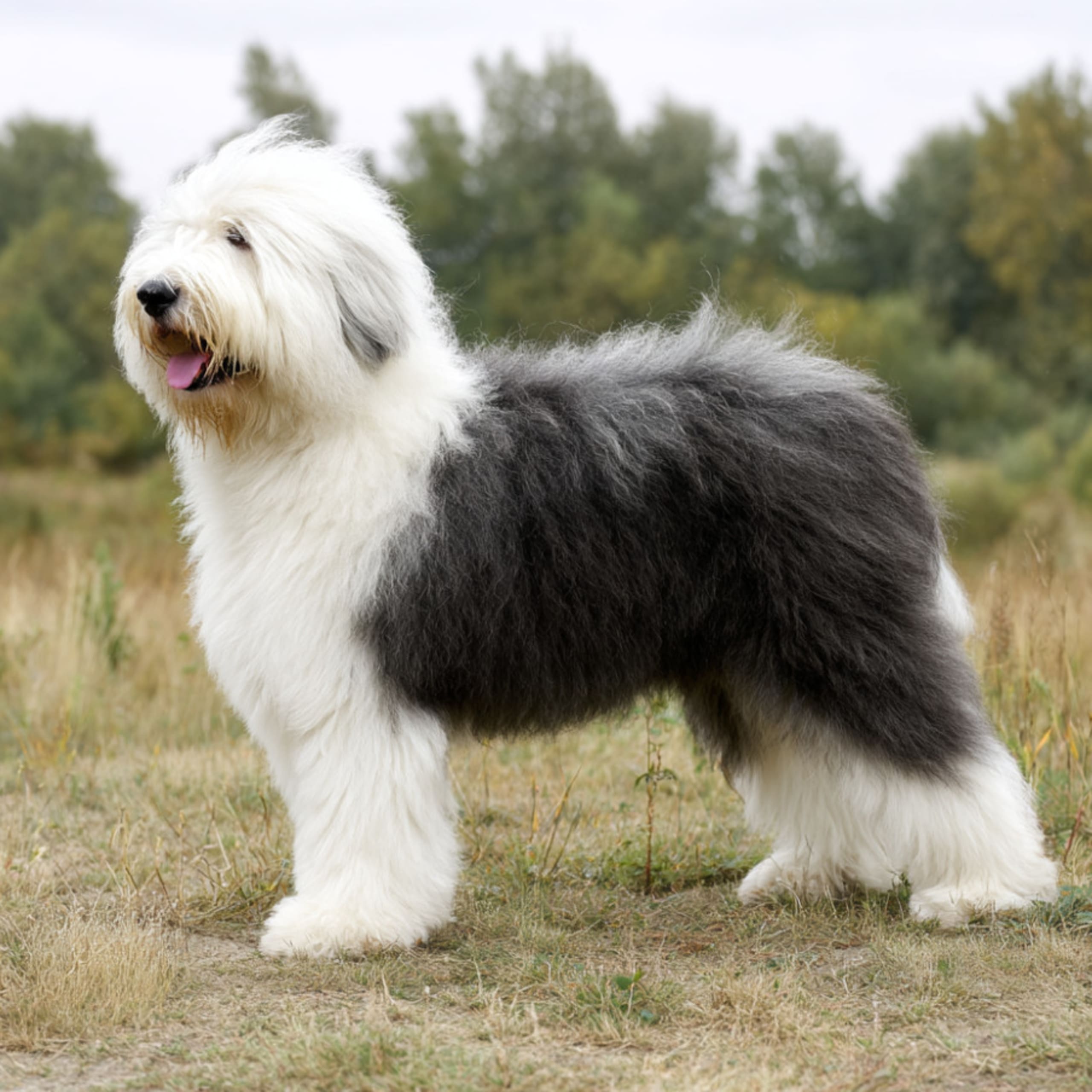 Old english sheepdog