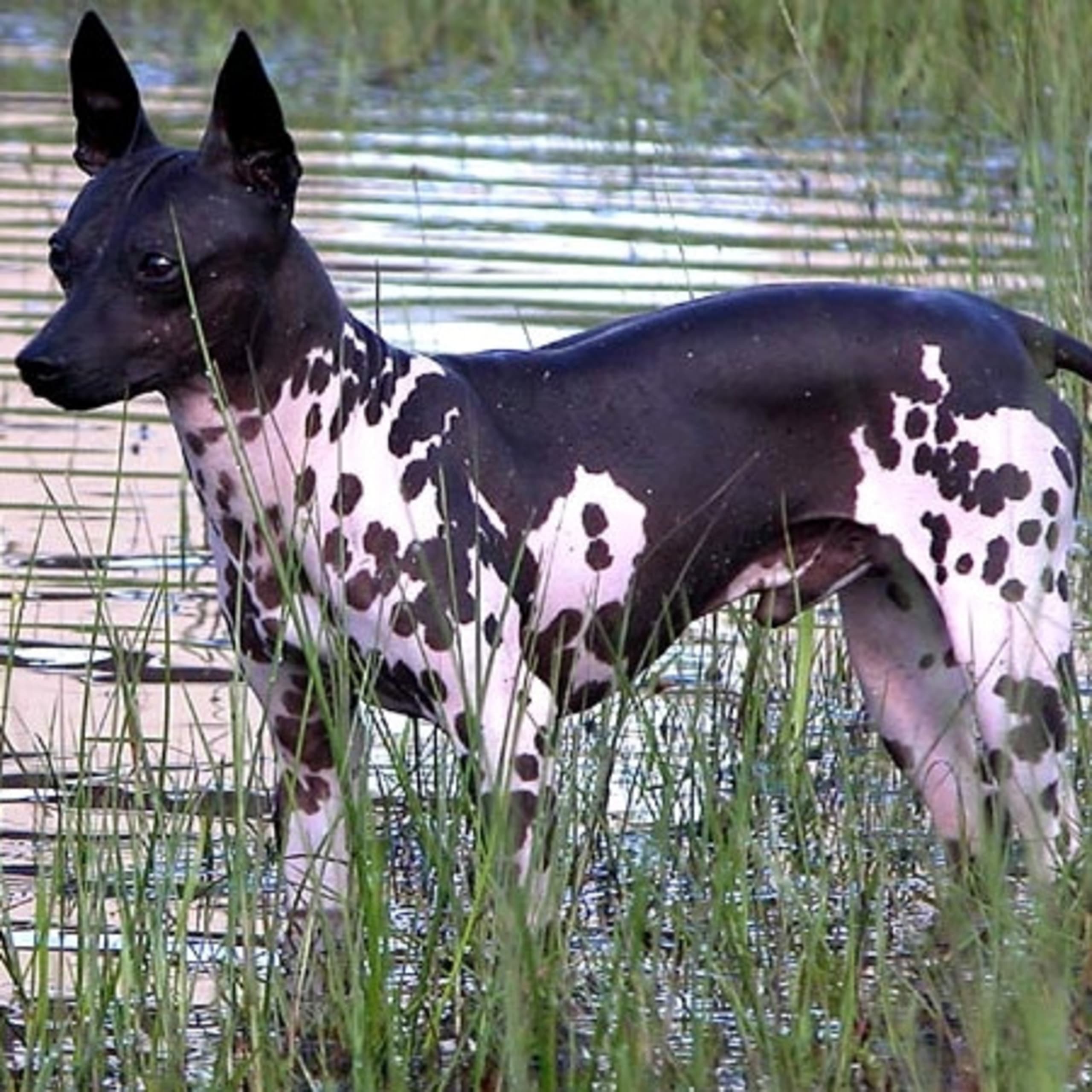 American hairless terrier
