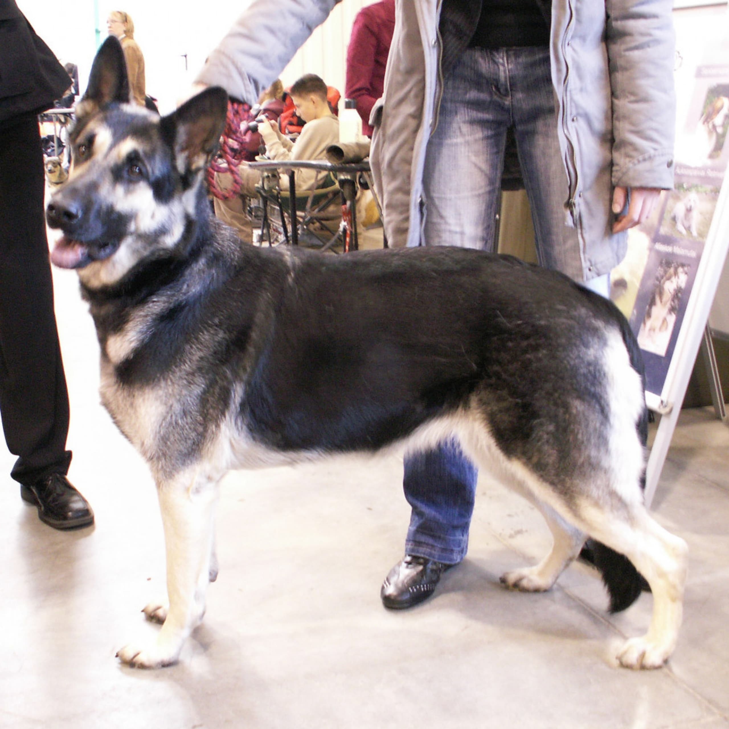 East European Shepherd