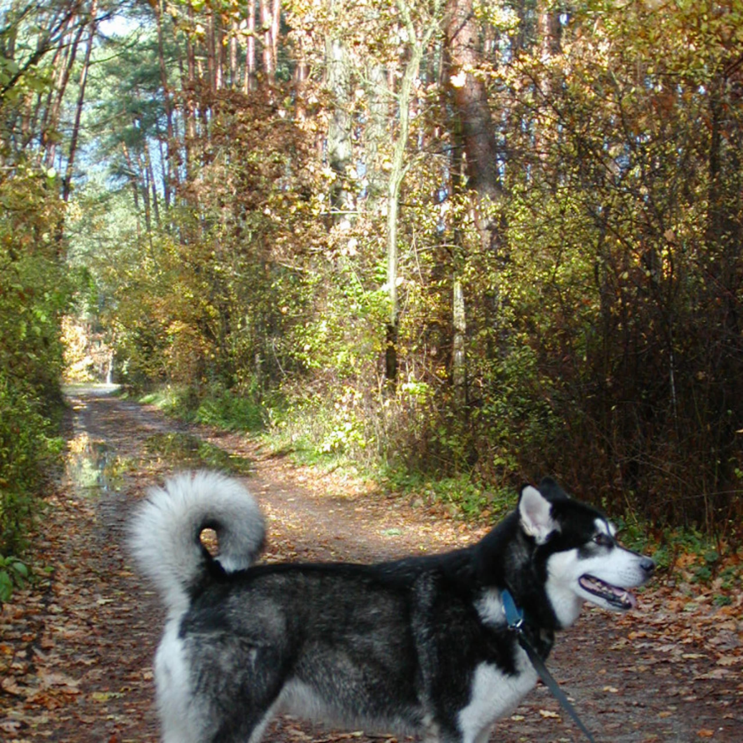 Alaskan malamute