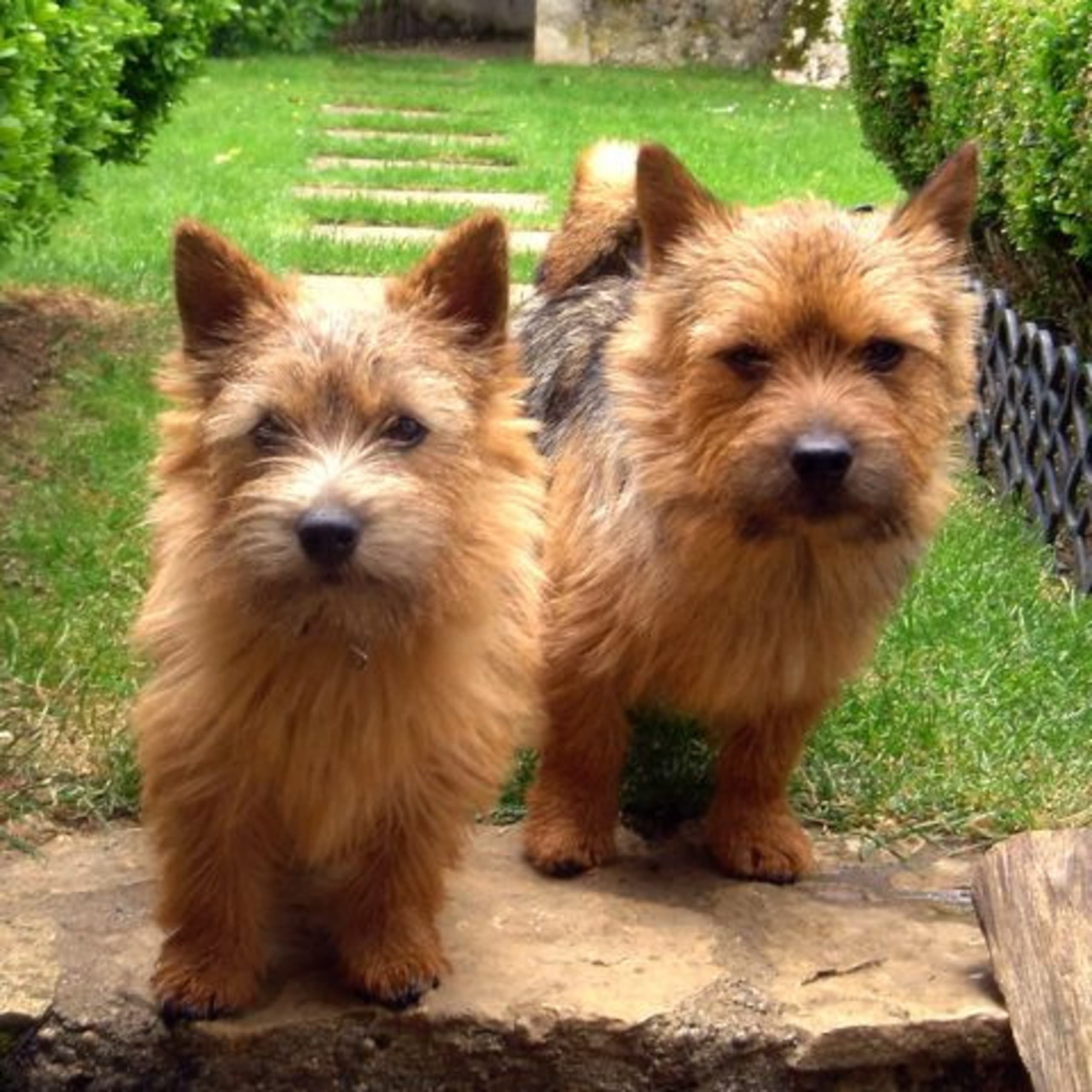 Norwichterrier