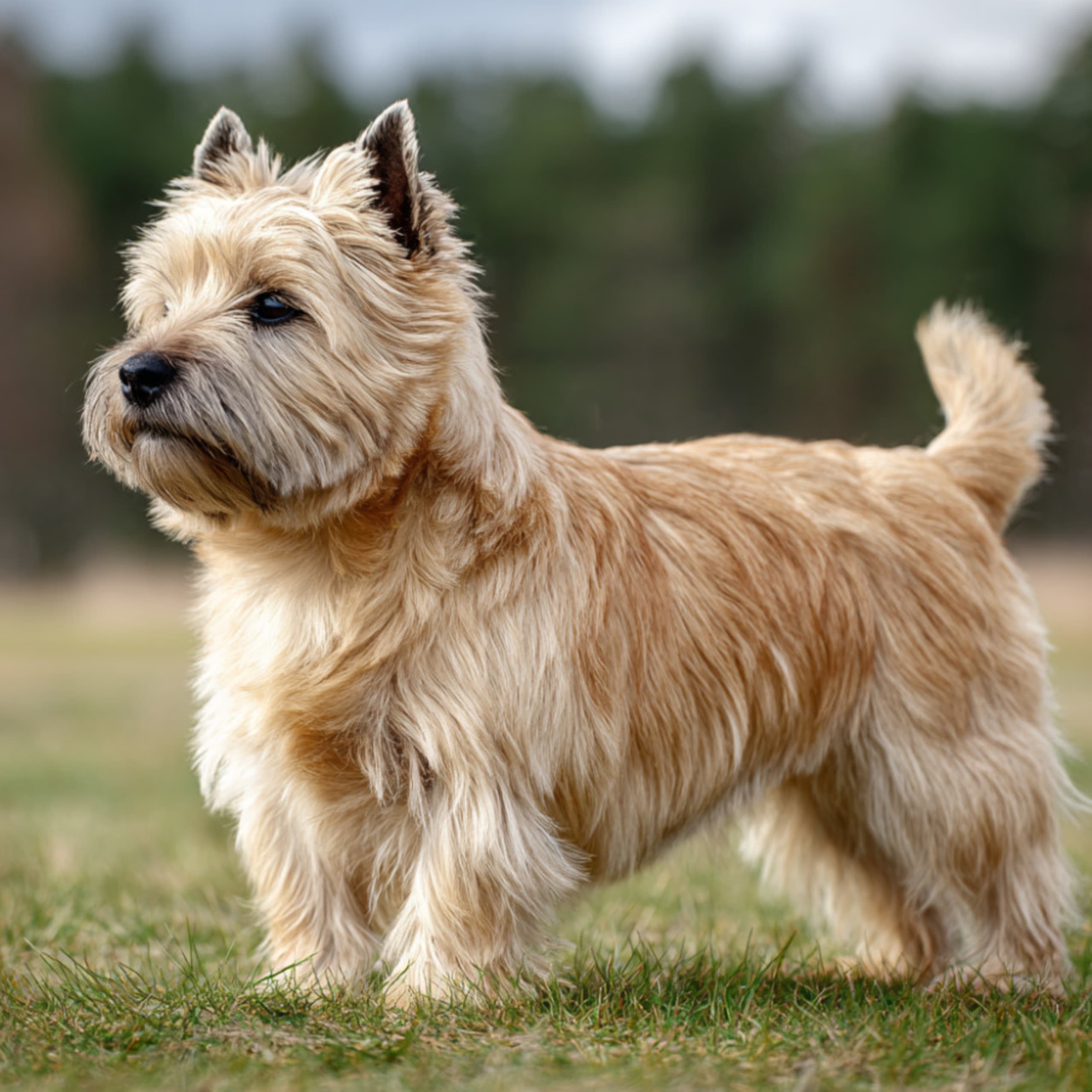 Cairnterrier