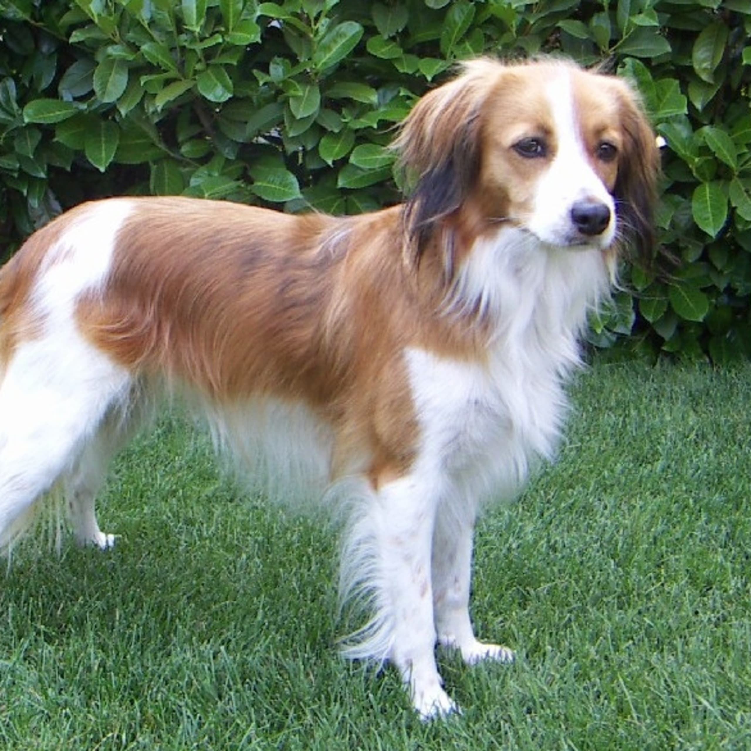Nederlandse kooikerhondje